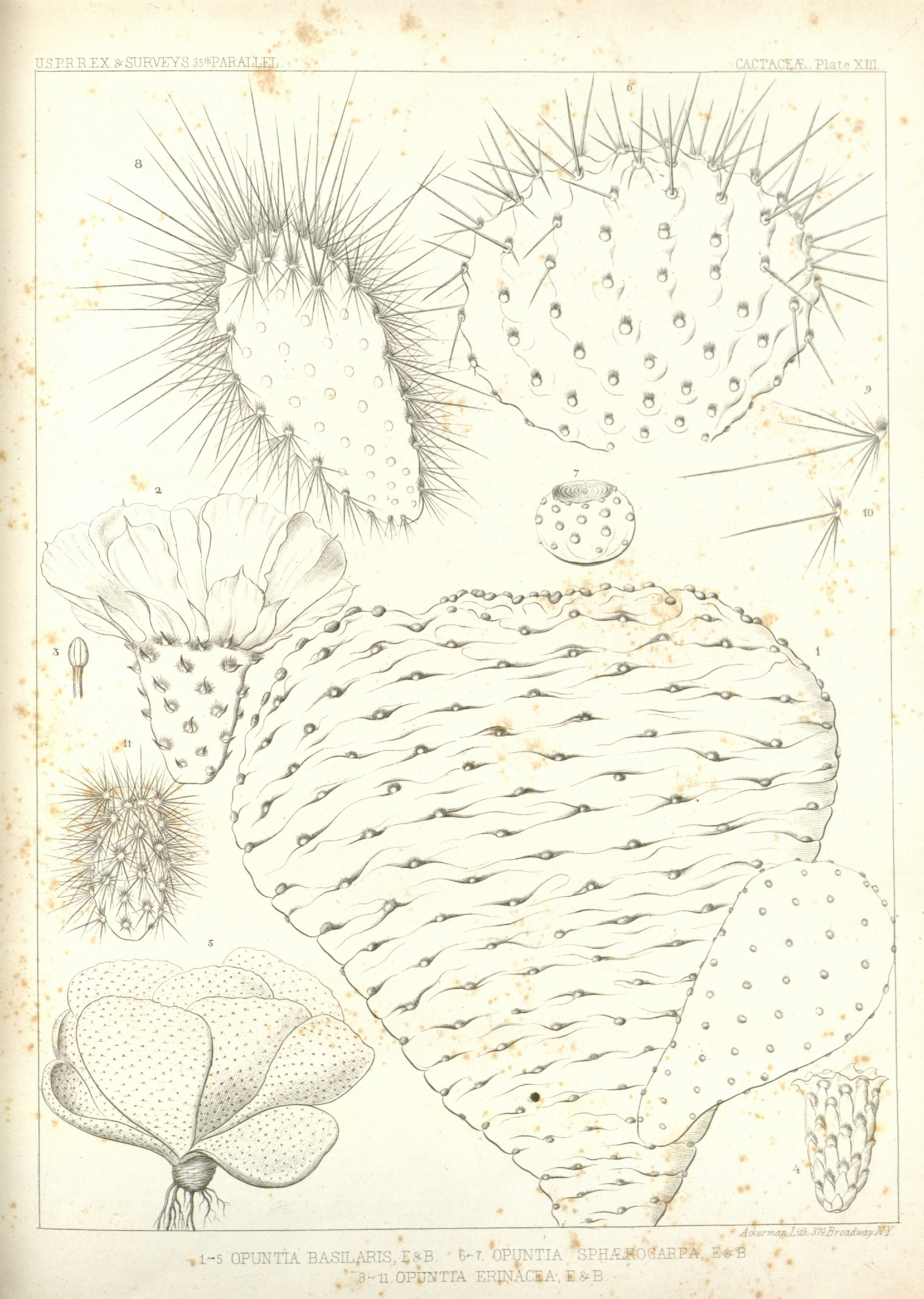 no full size  illustration available (3a)