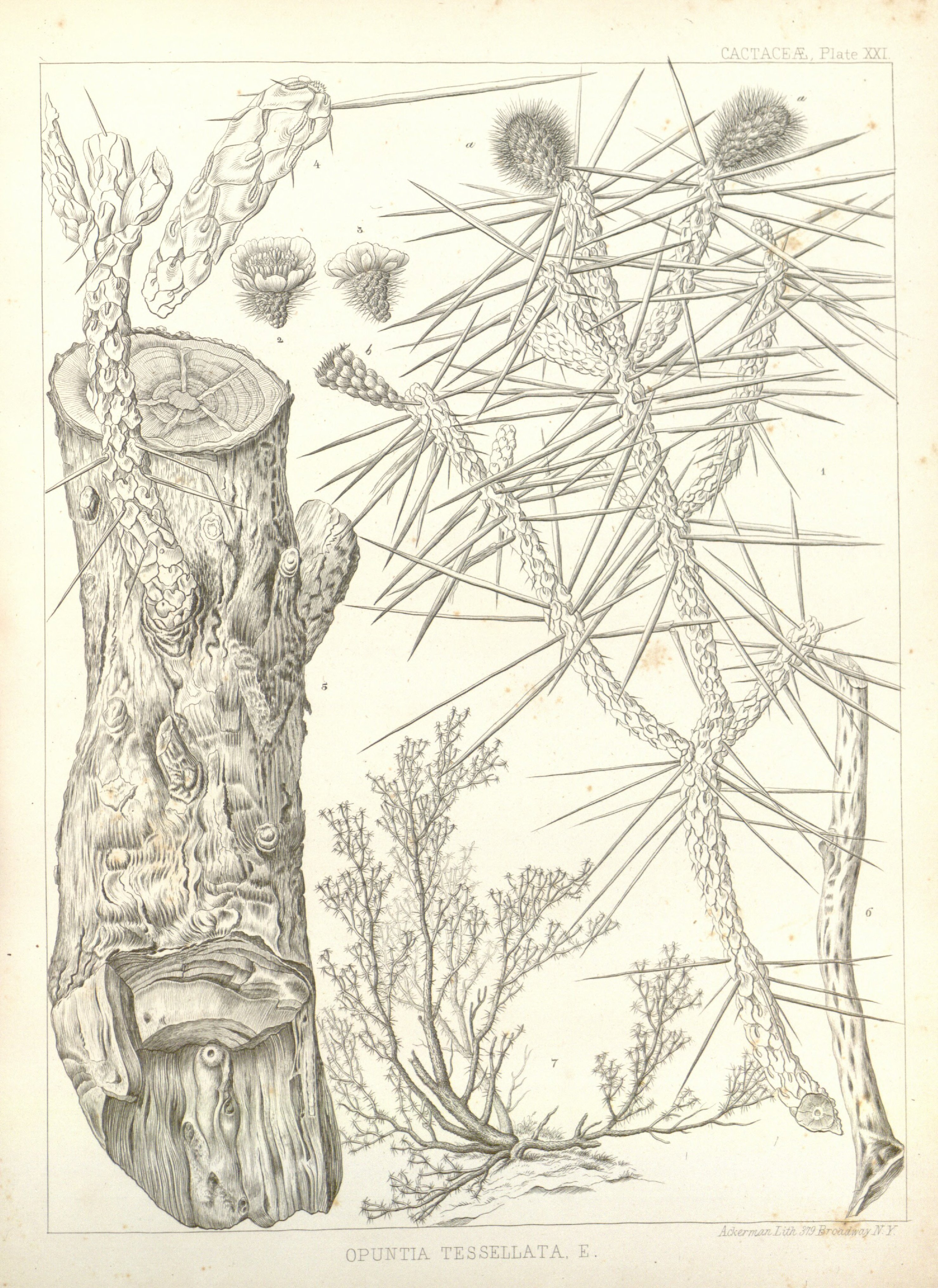 no full size  illustration available (3a)