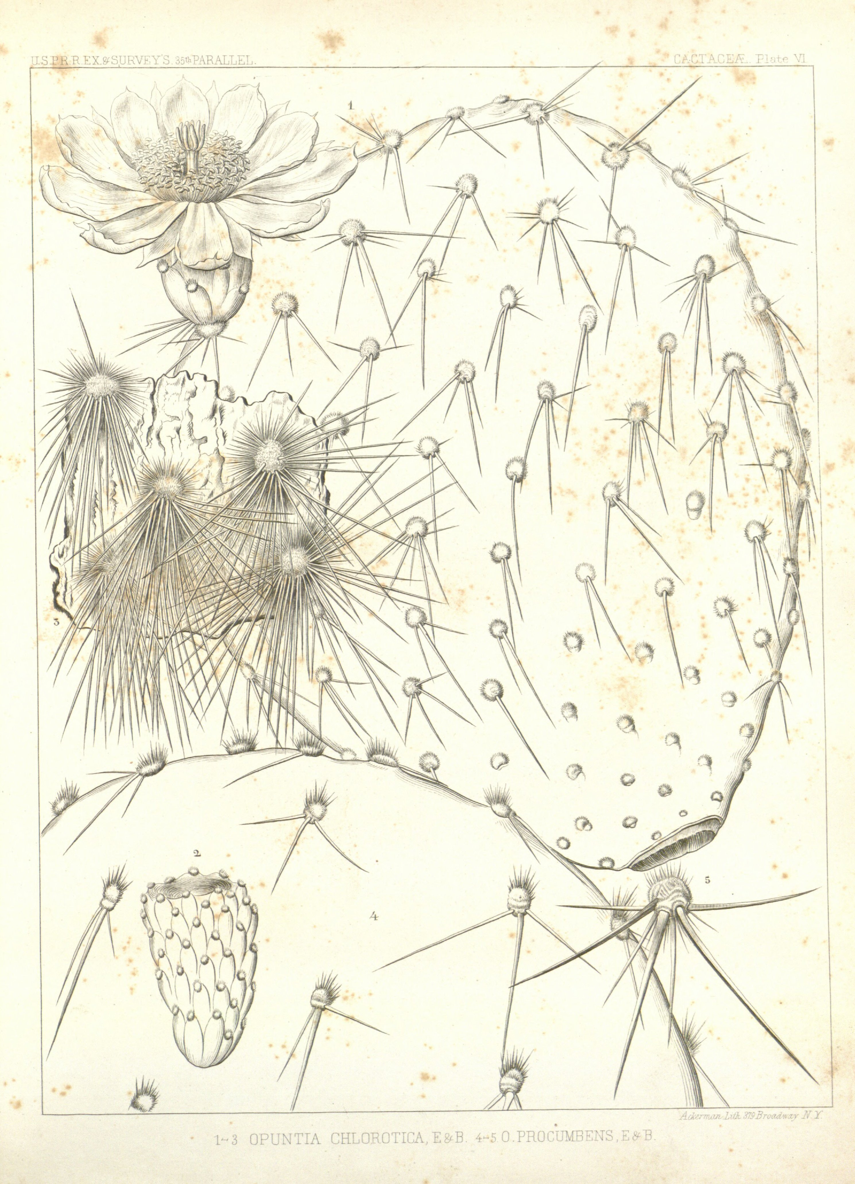 no full size  illustration available (3a)