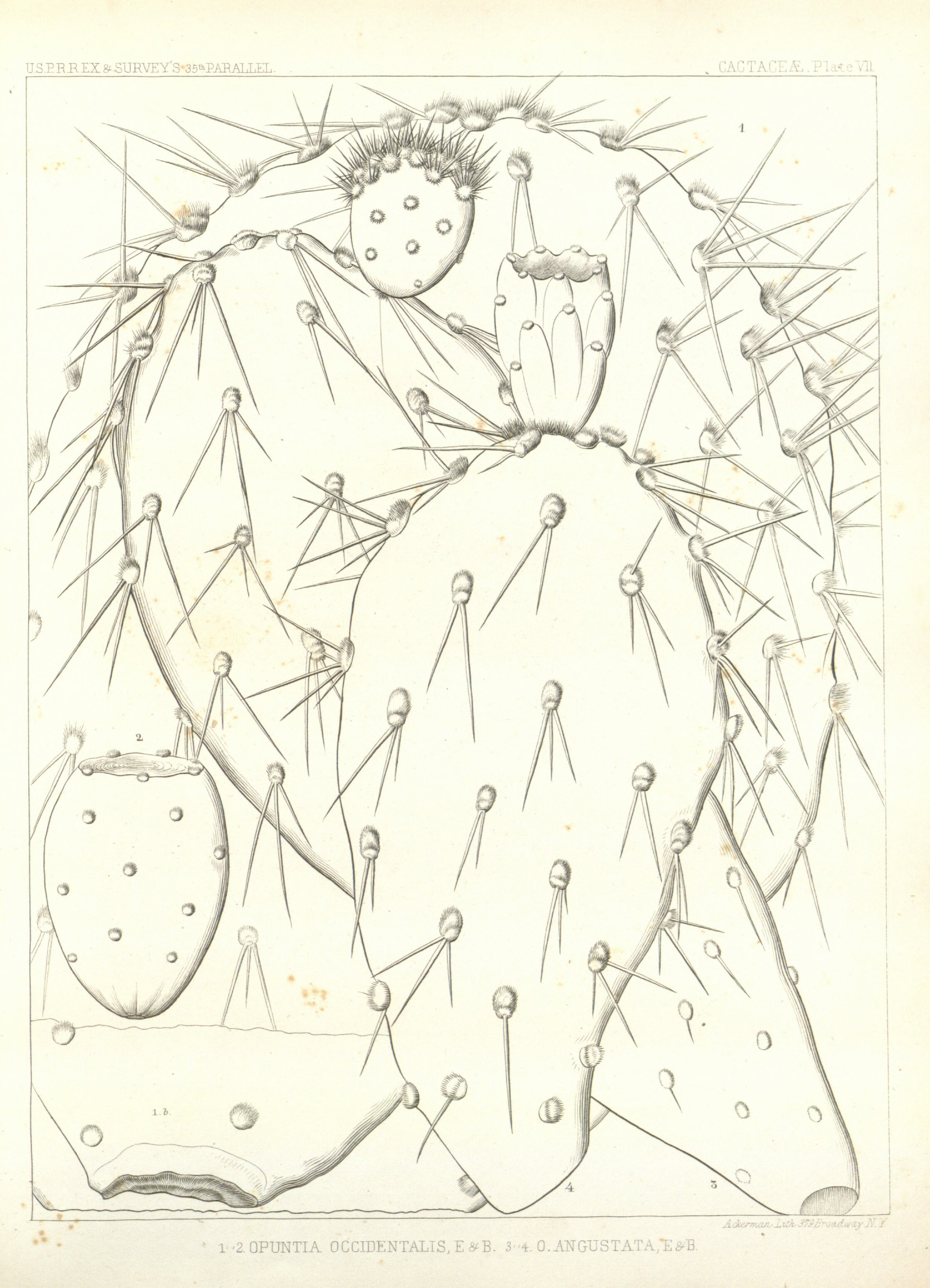 no full size  illustration available (3a)