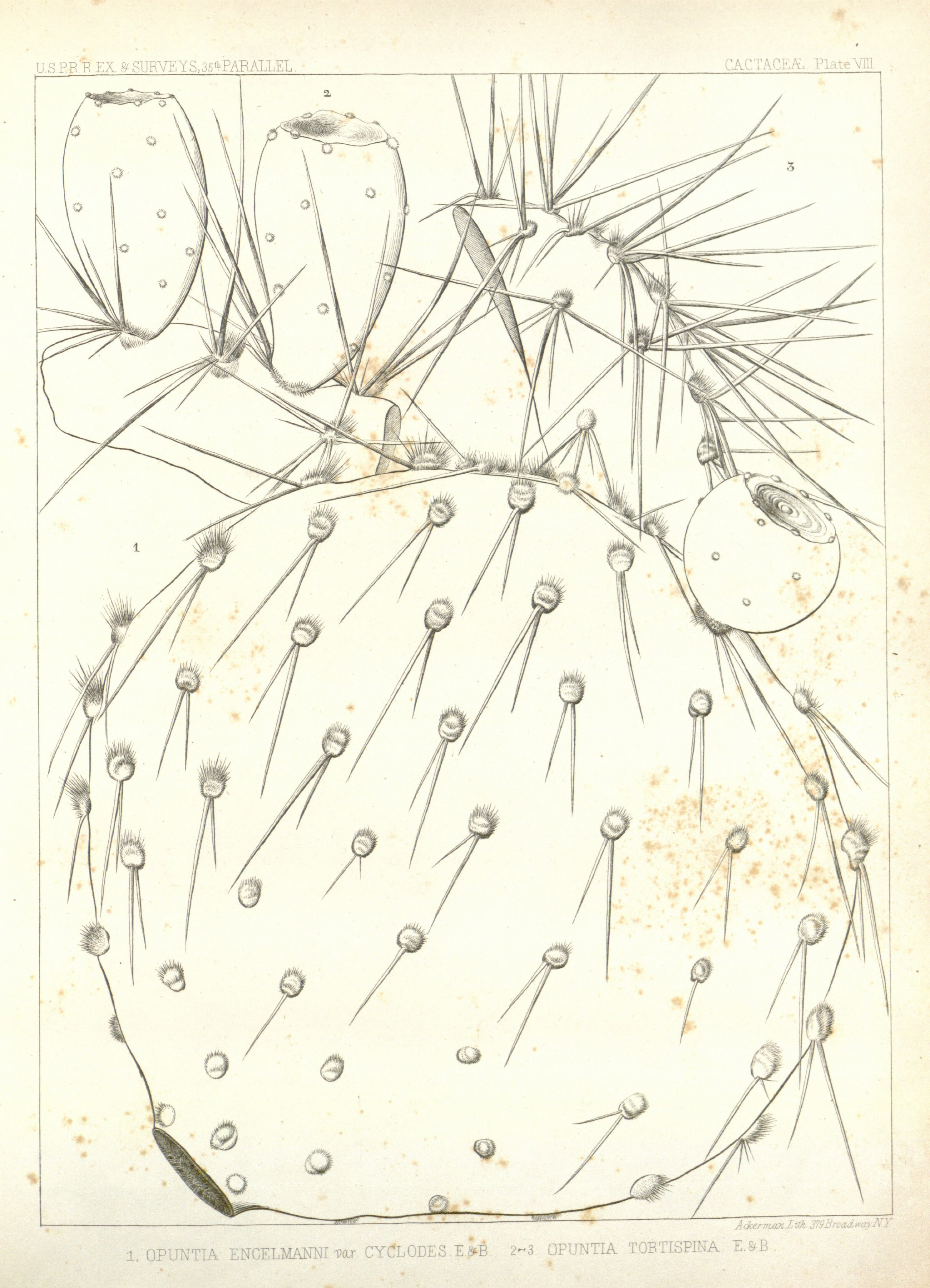 no full size  illustration available (3a)