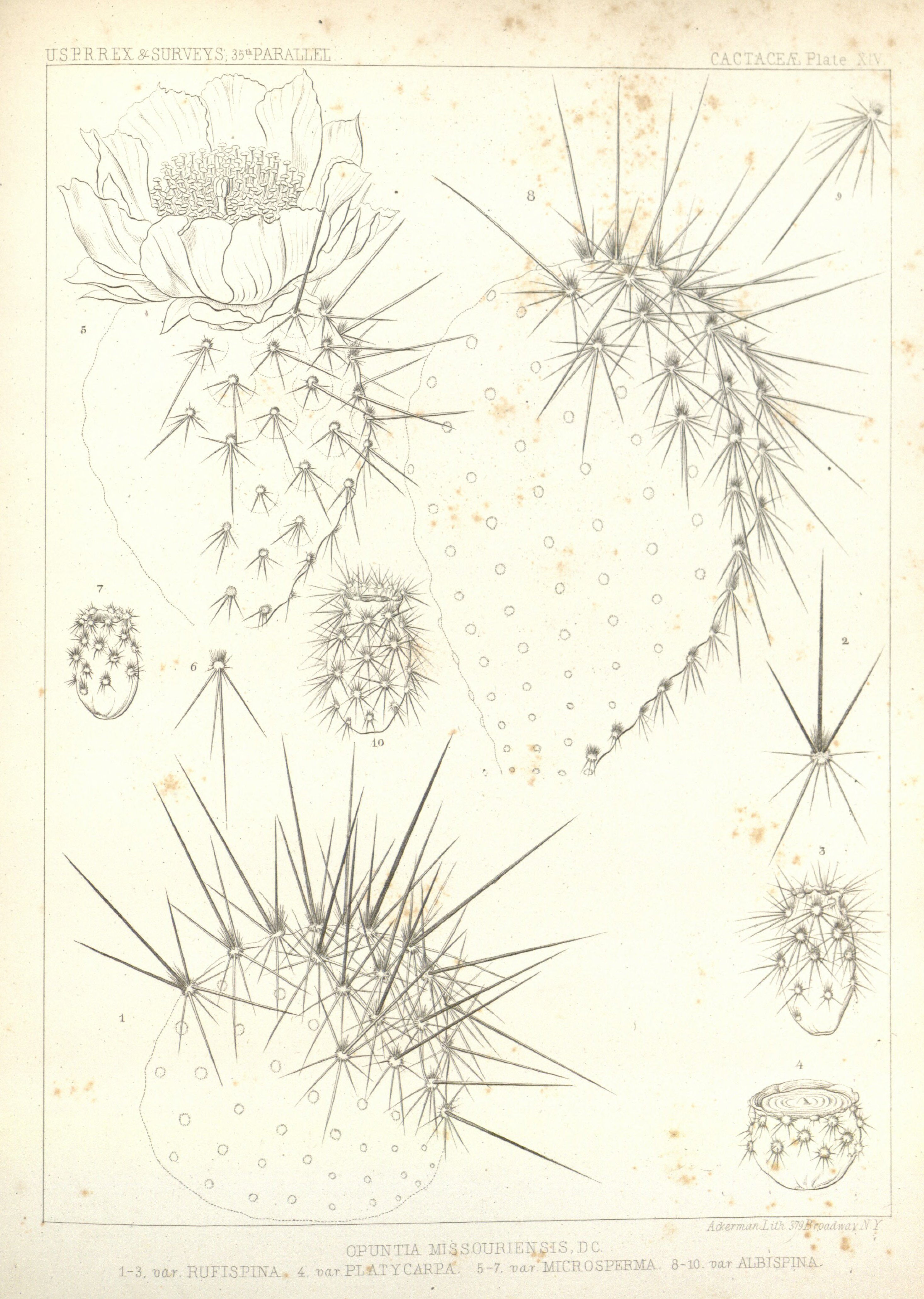 no full size  illustration available (3a)