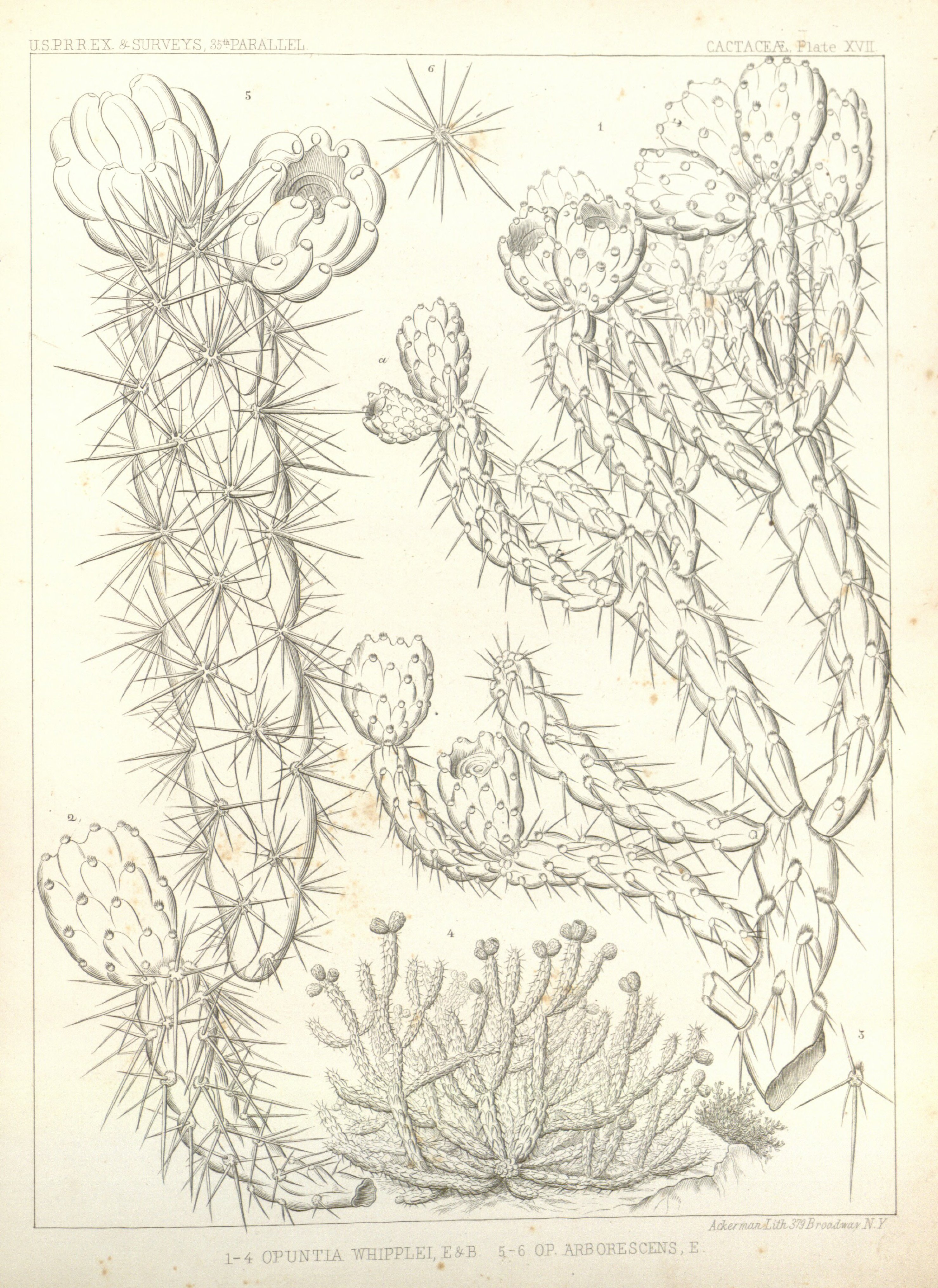 no full size  illustration available (3a)