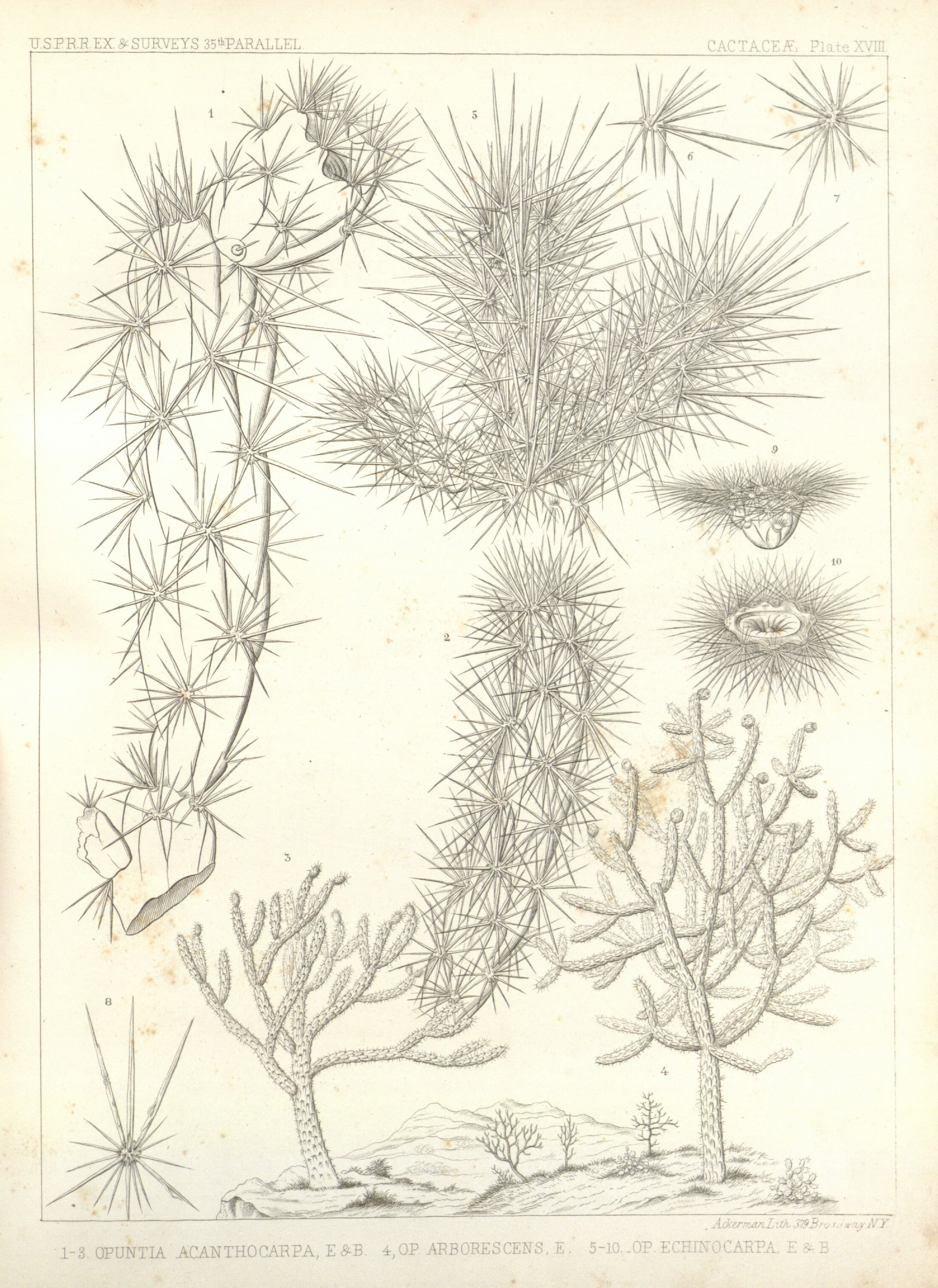 no full size  illustration available (3a)