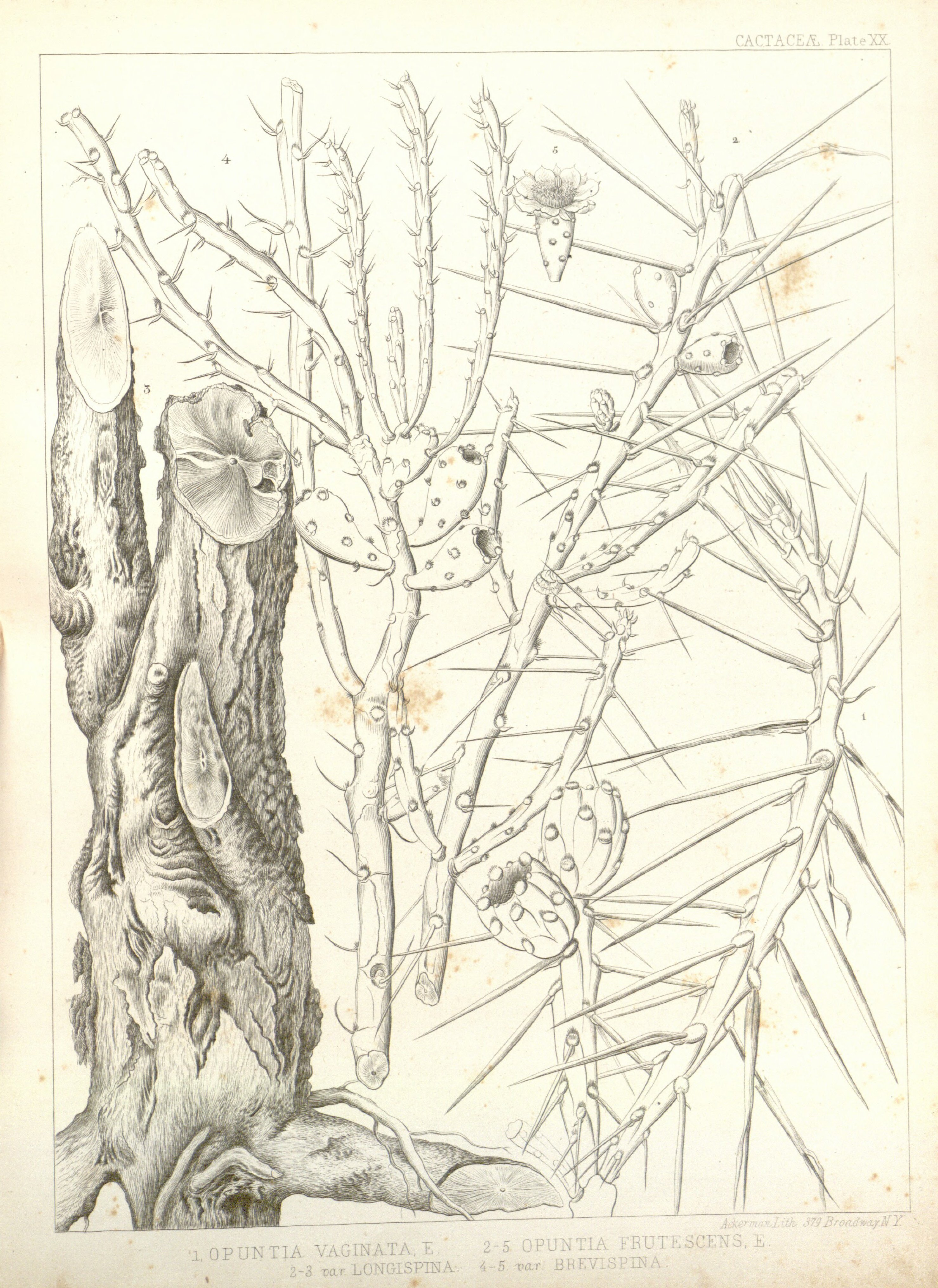 no full size  illustration available (3a)