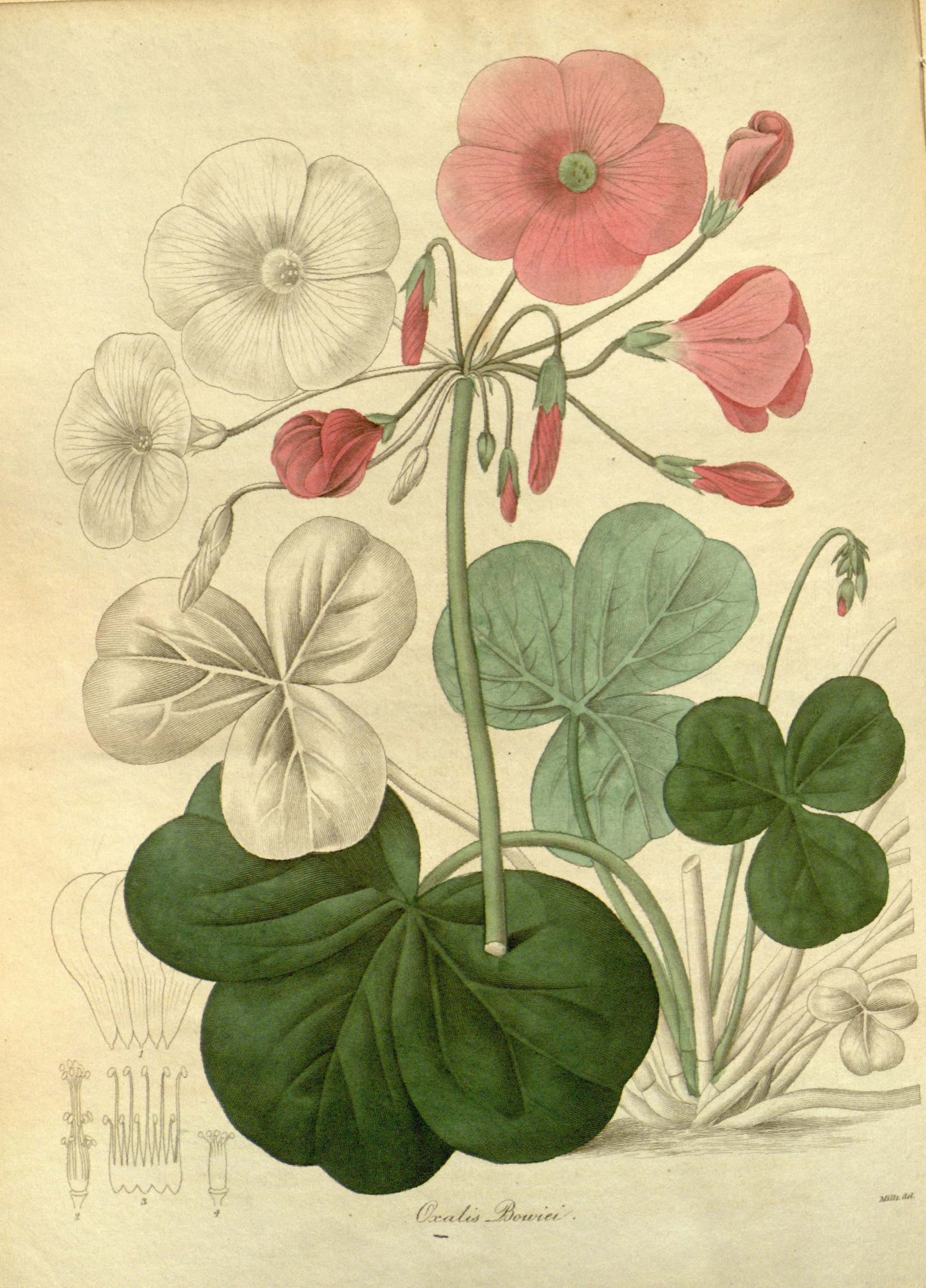 no full size  illustration available (3a)