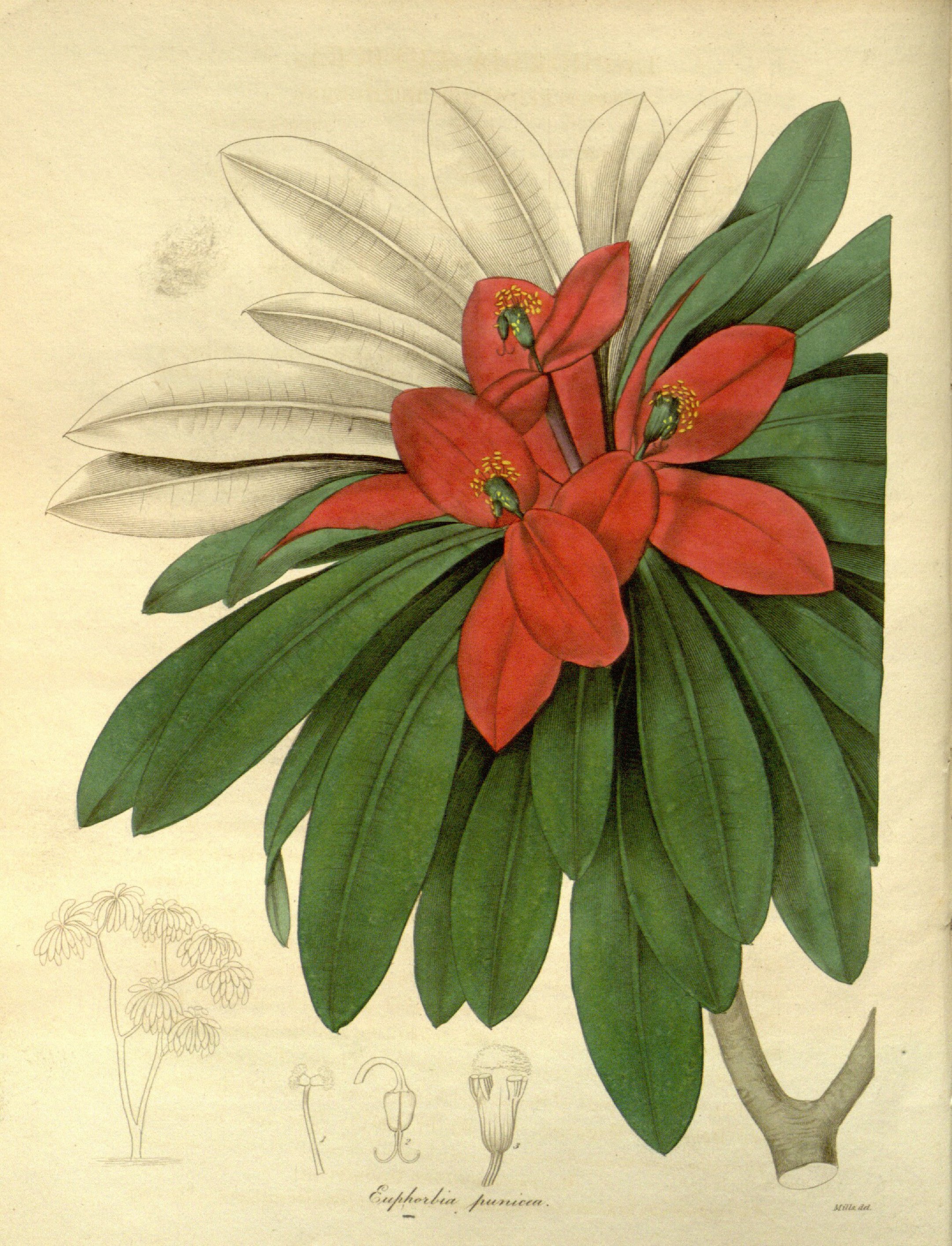 no full size  illustration available (3a)