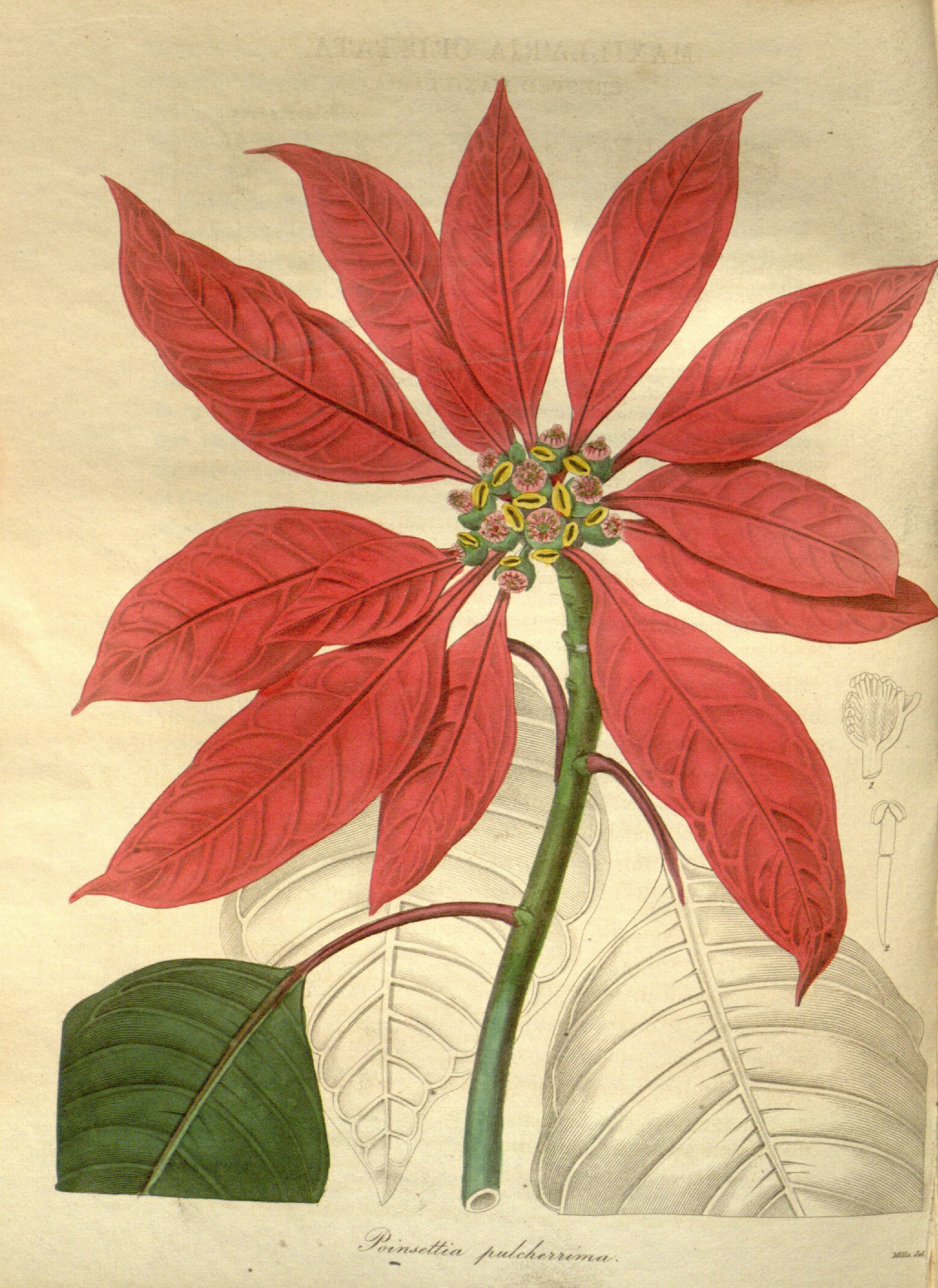 no full size  illustration available (3a)