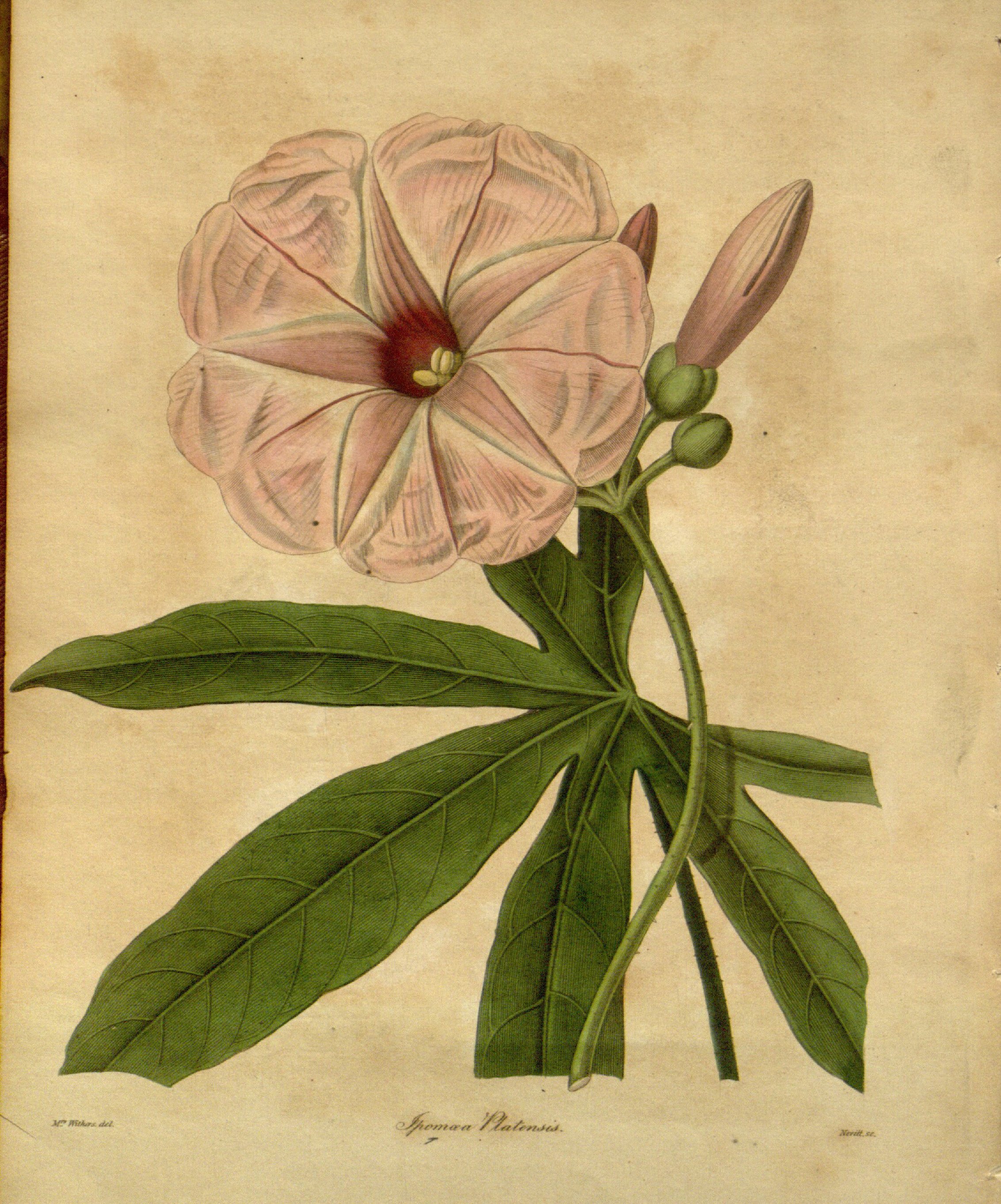 no full size  illustration available (3a)