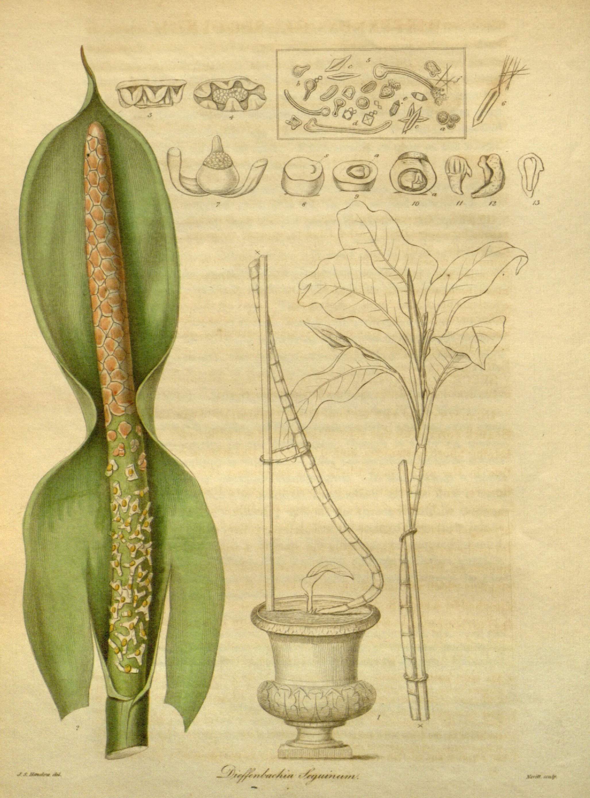 no full size  illustration available (3a)