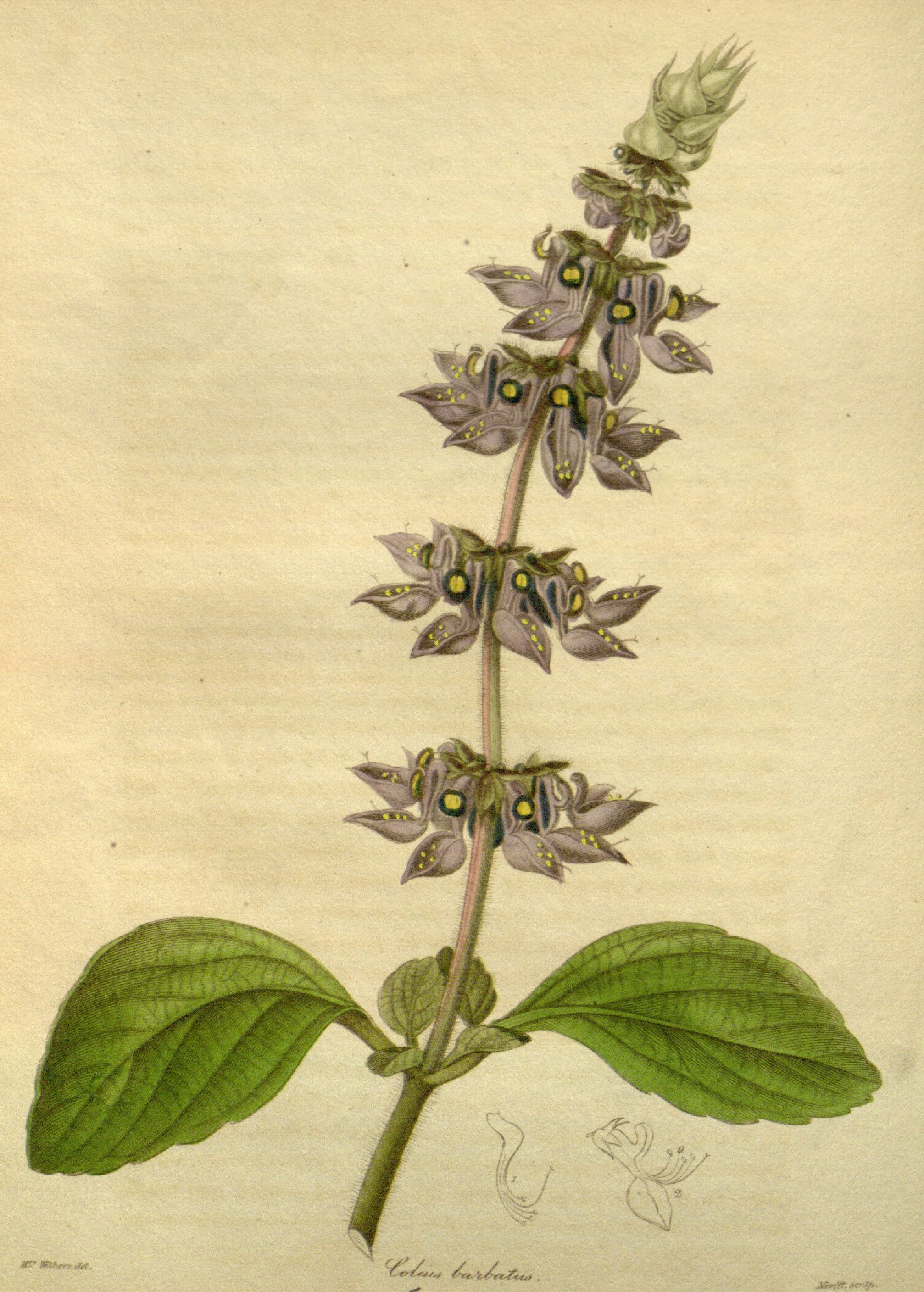 no full size  illustration available (3a)