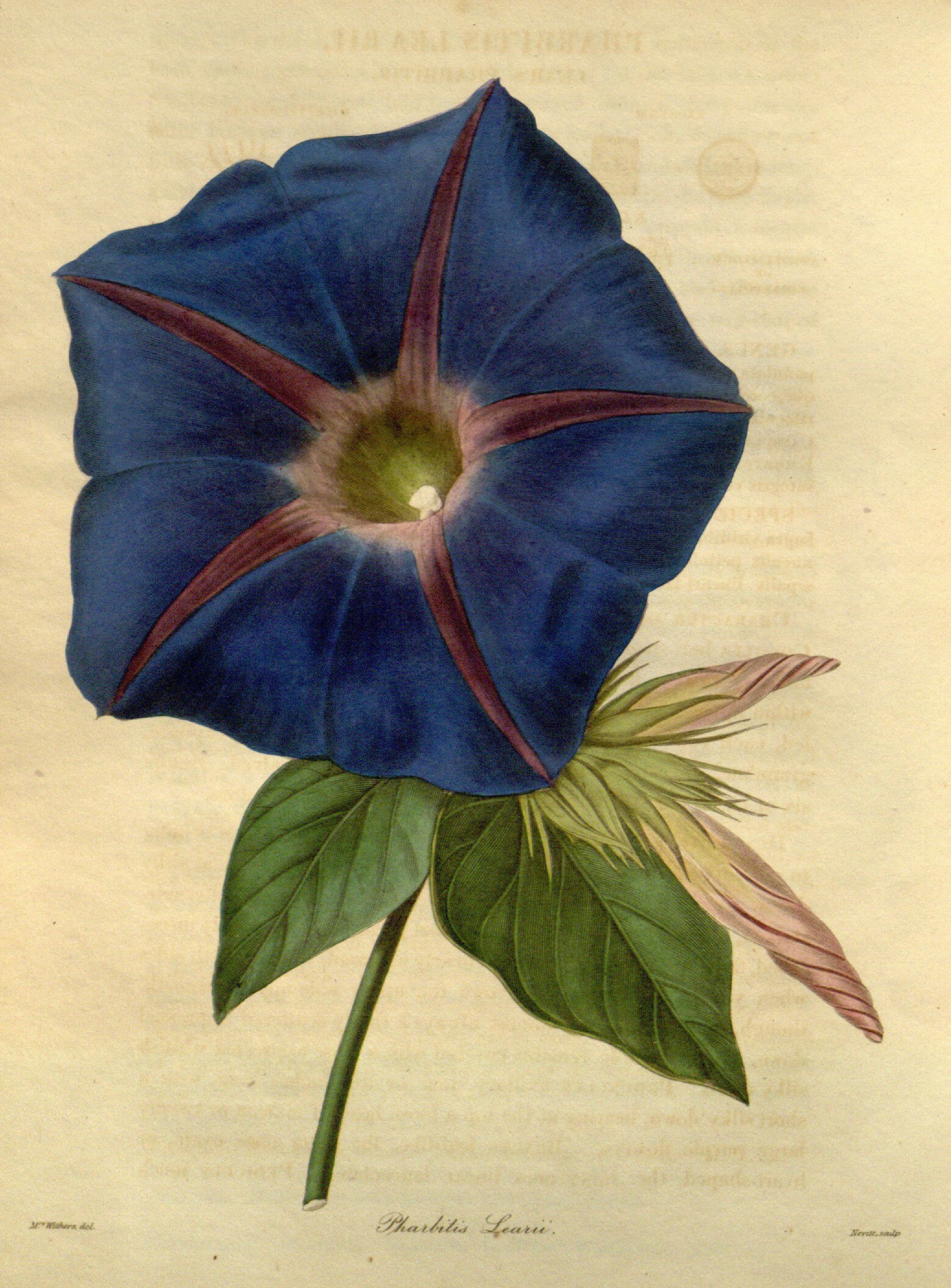 no full size  illustration available (3a)