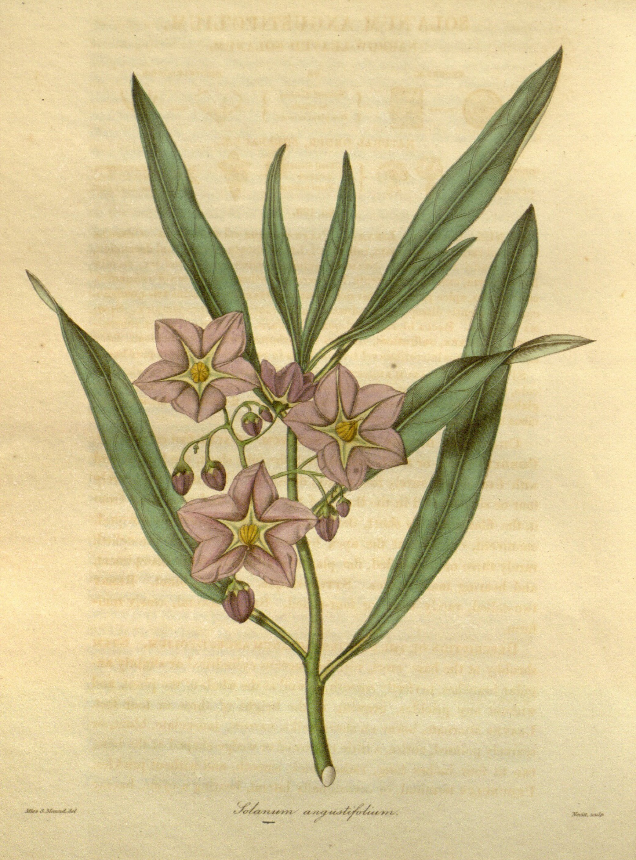 no full size  illustration available (3a)