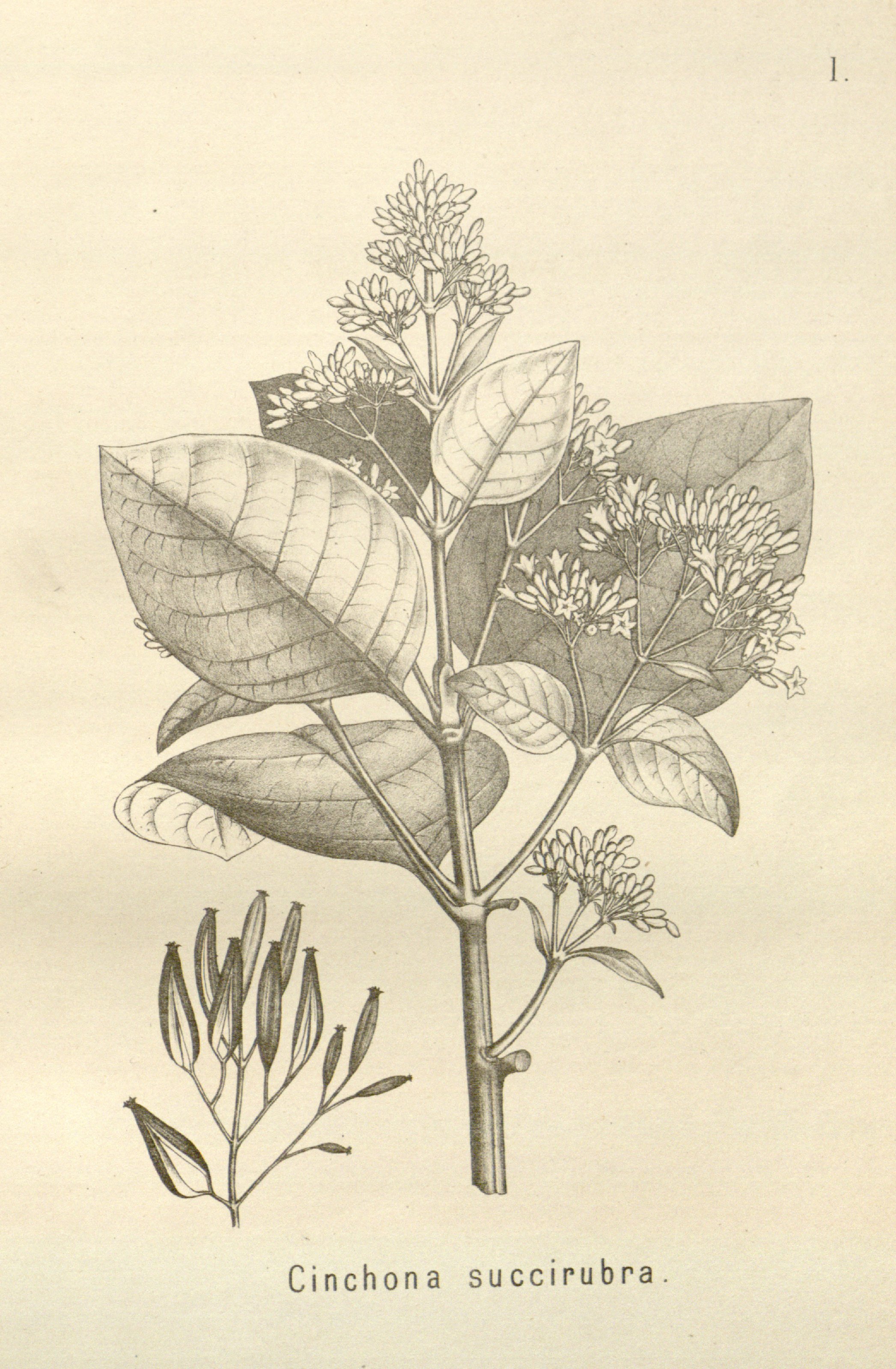 no full size  illustration available (3a)