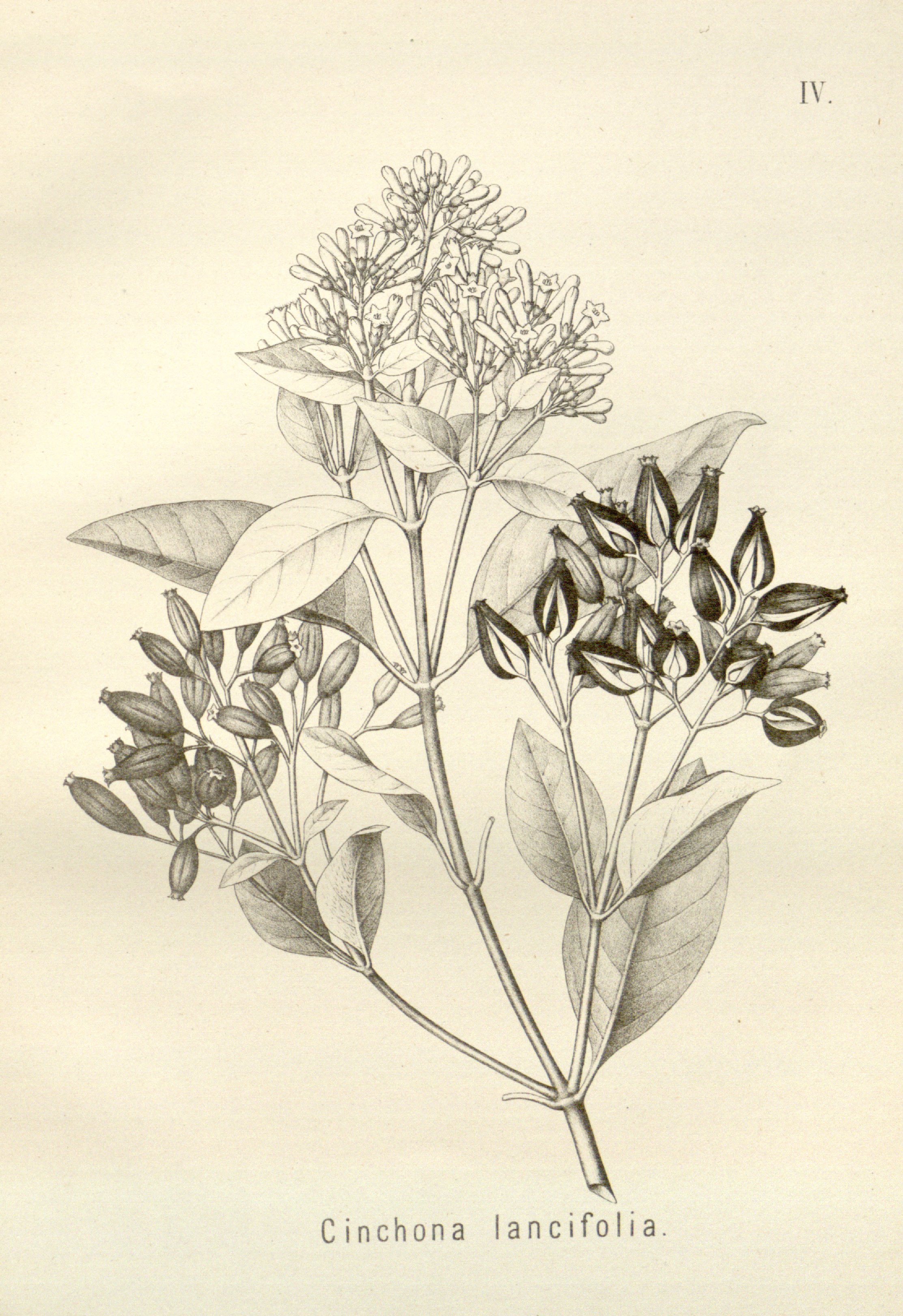 no full size  illustration available (3a)