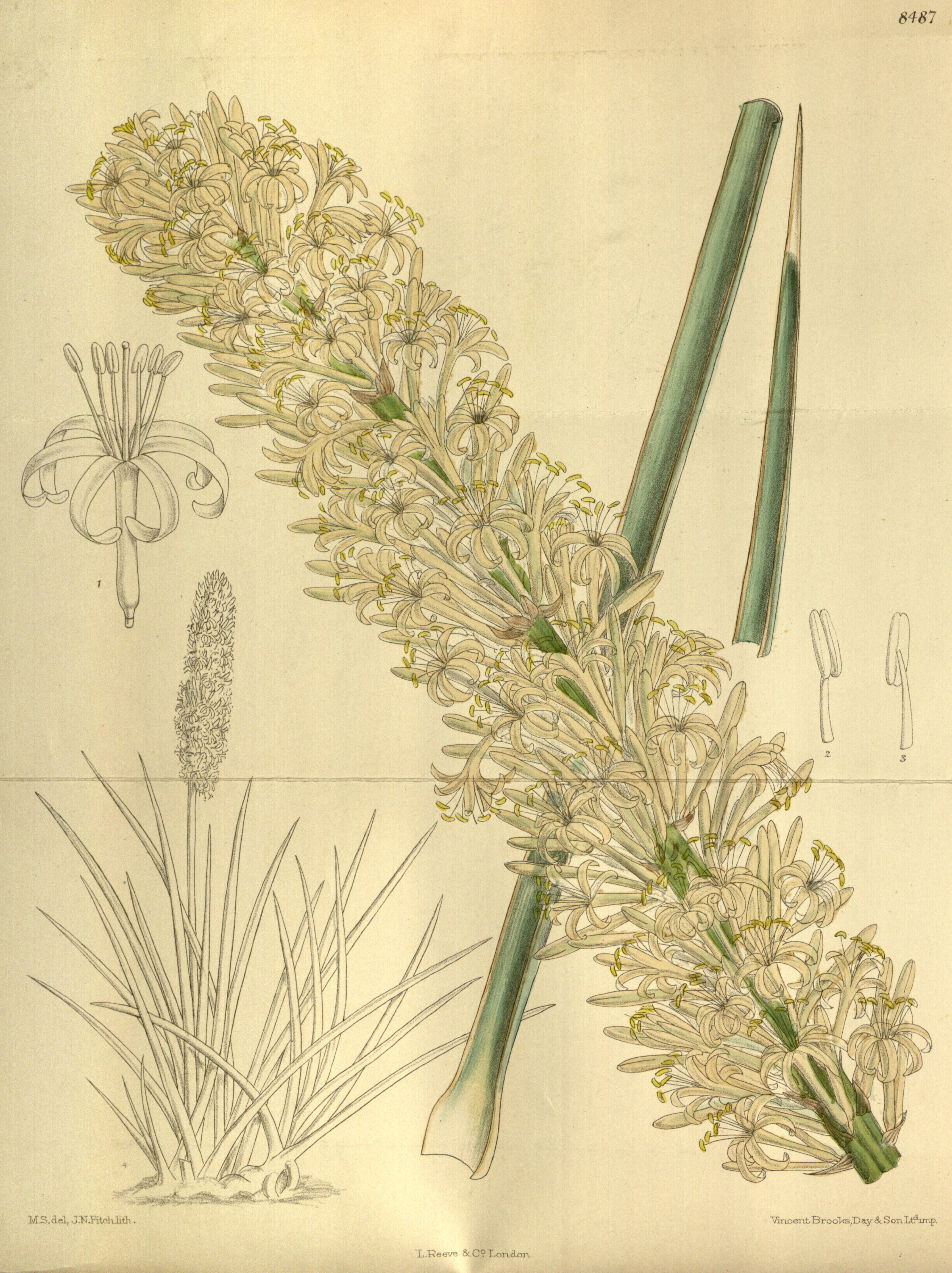 no full size  illustration available (3a)