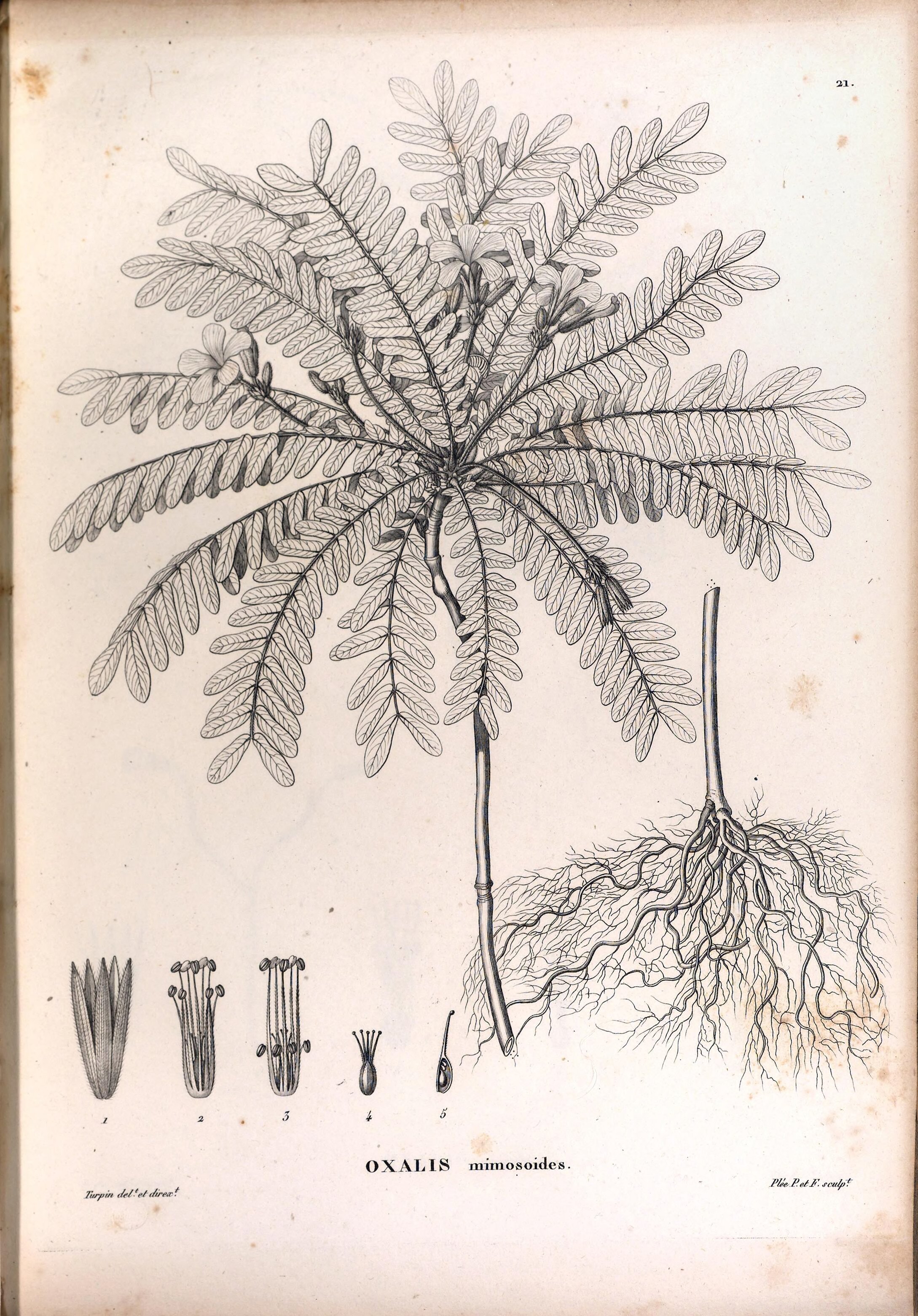 no full size  illustration available (3a)