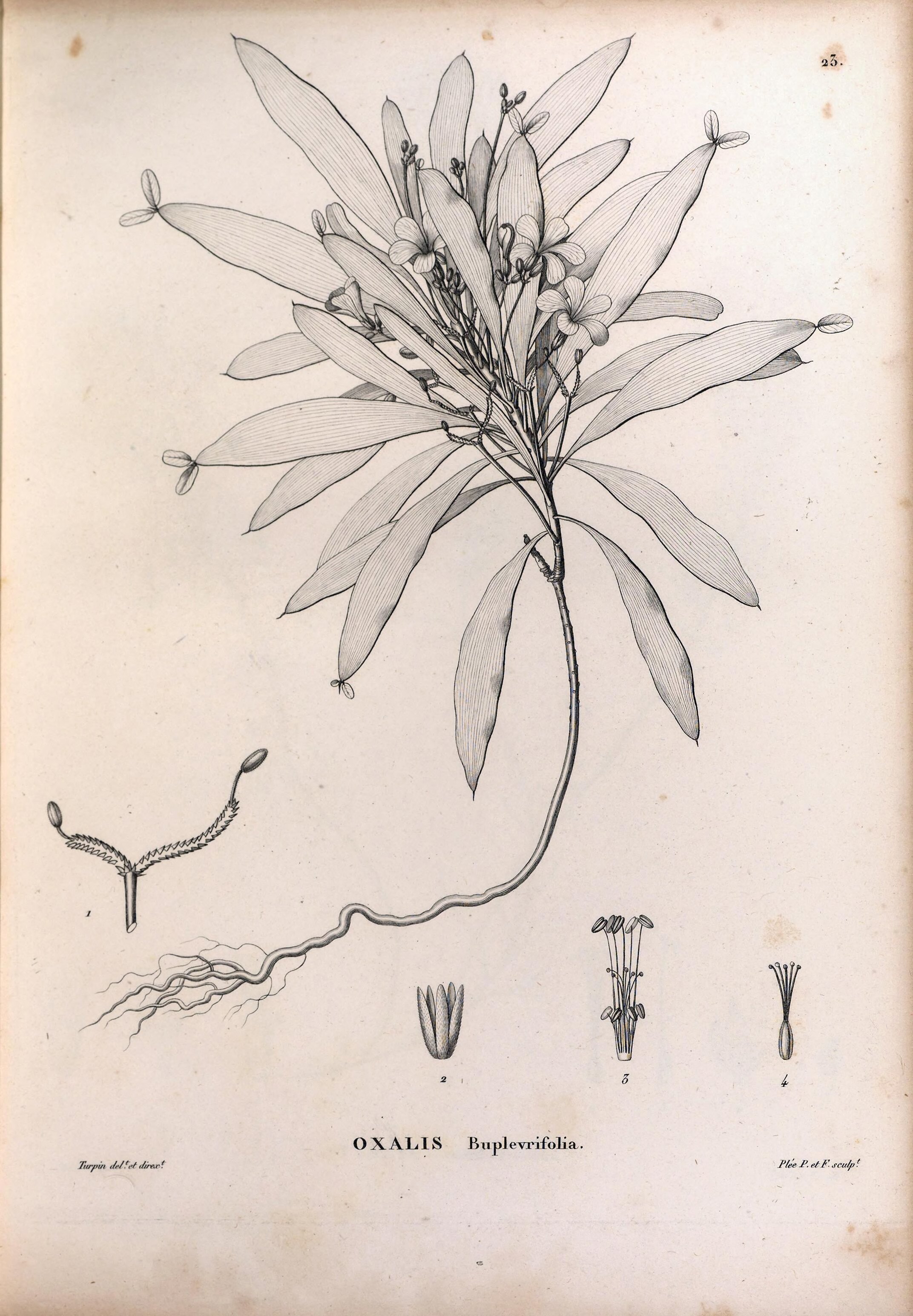 no full size  illustration available (3a)