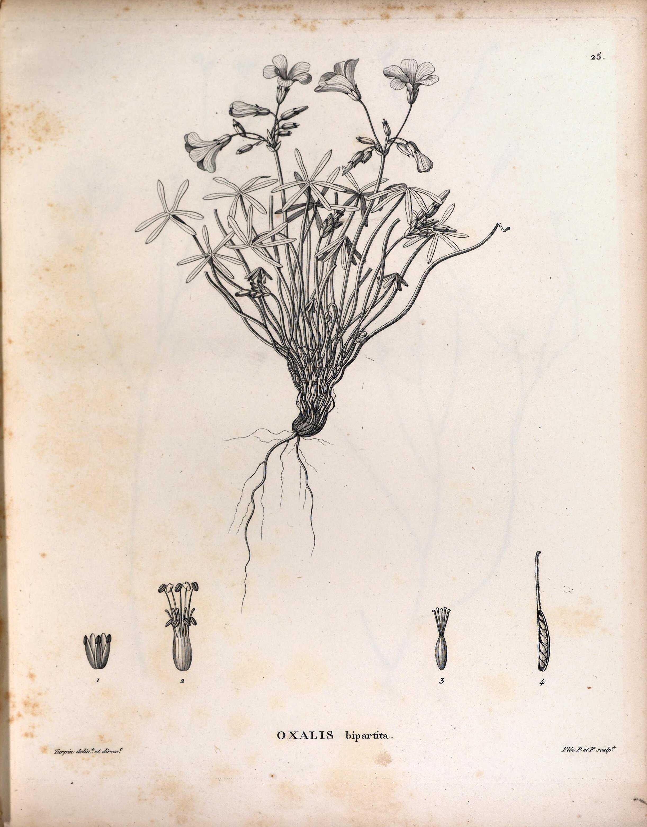 no full size  illustration available (3a)