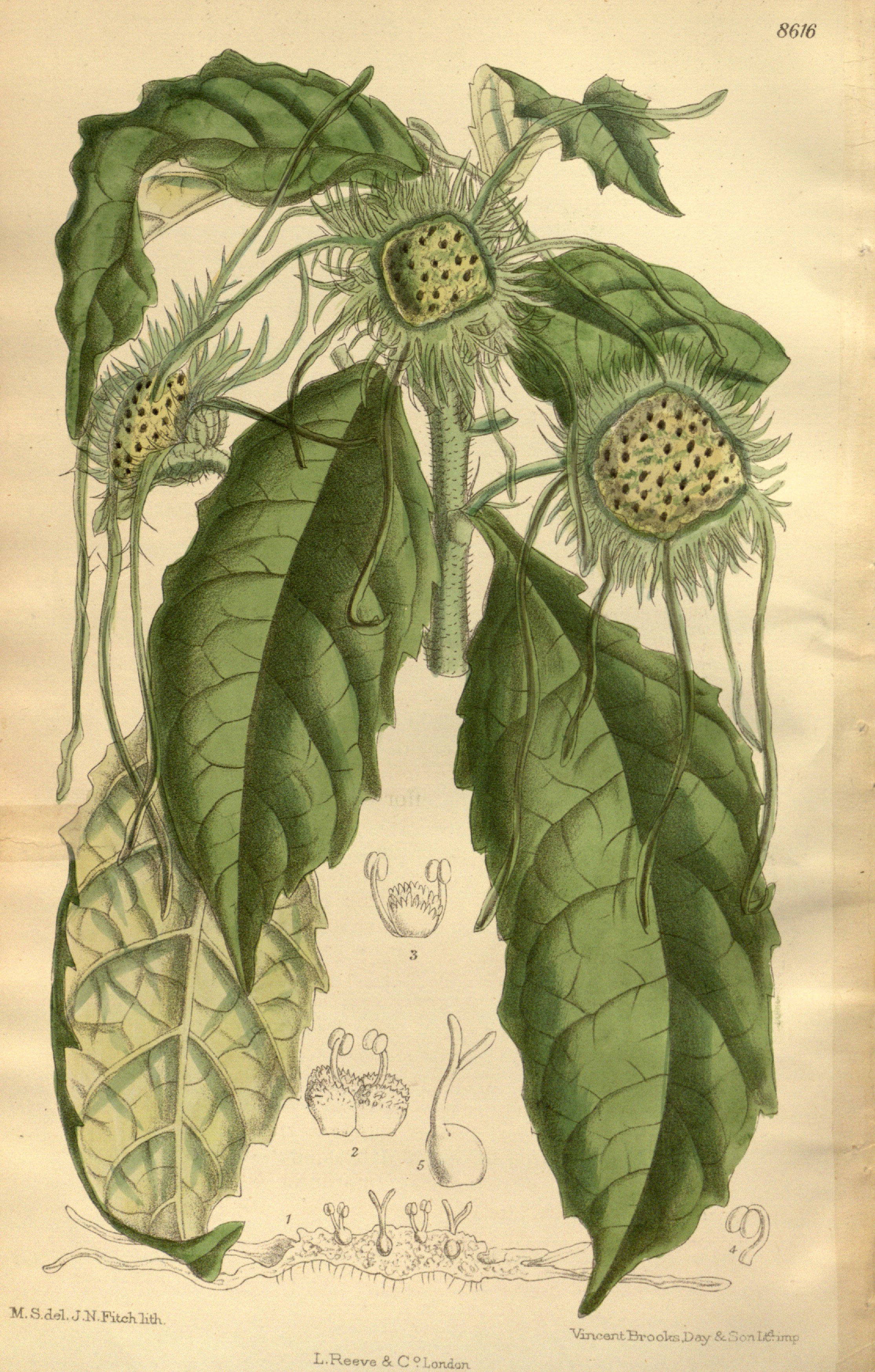 no full size  illustration available (3a)