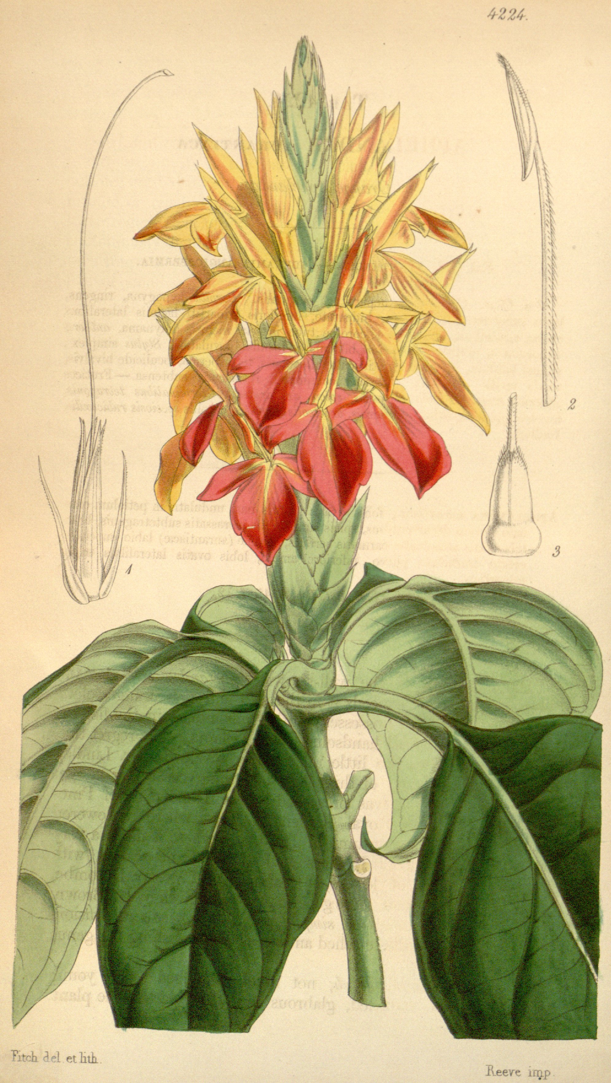 no full size  illustration available (3a)