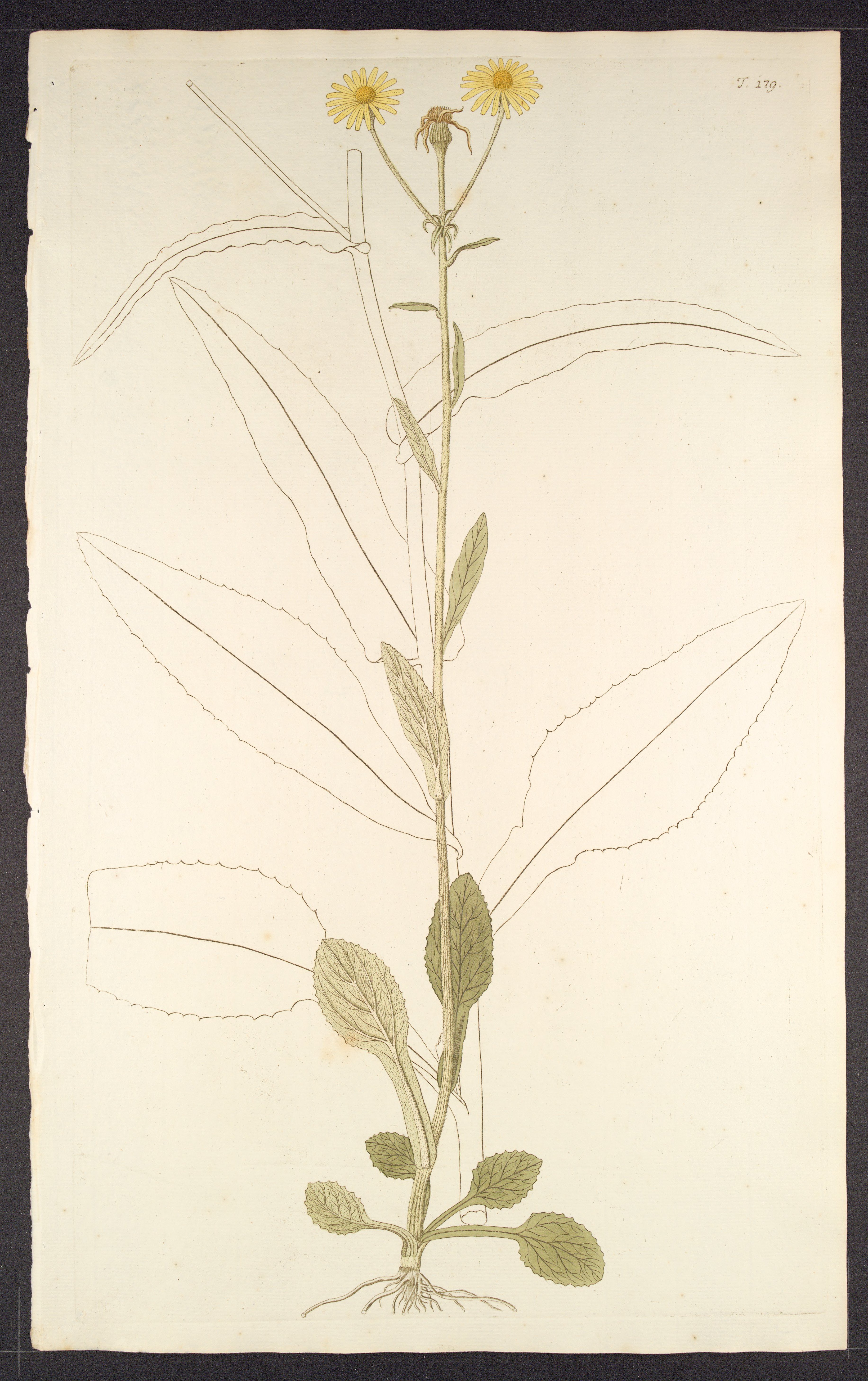 no full size  illustration available (3a)