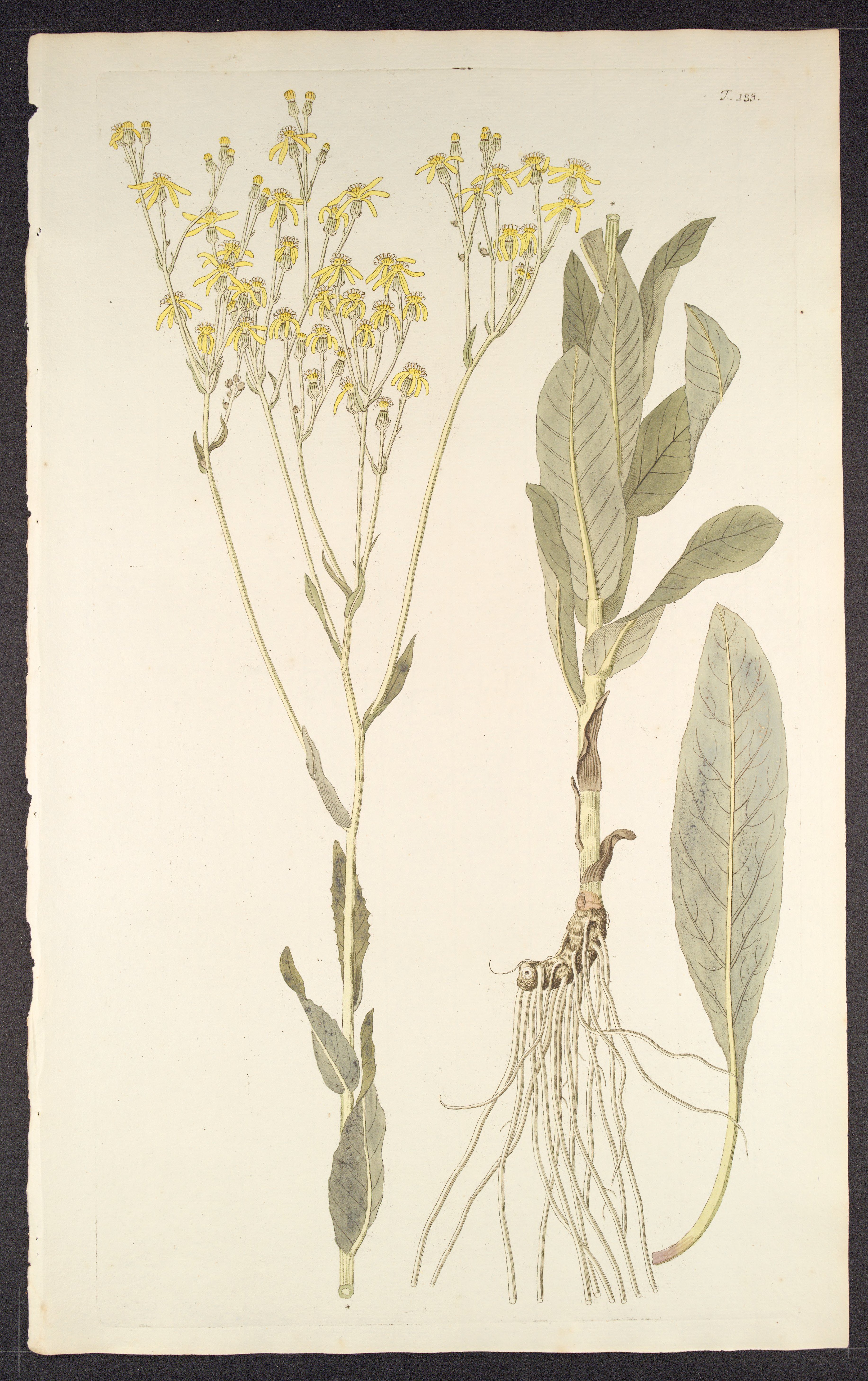 no full size  illustration available (3a)