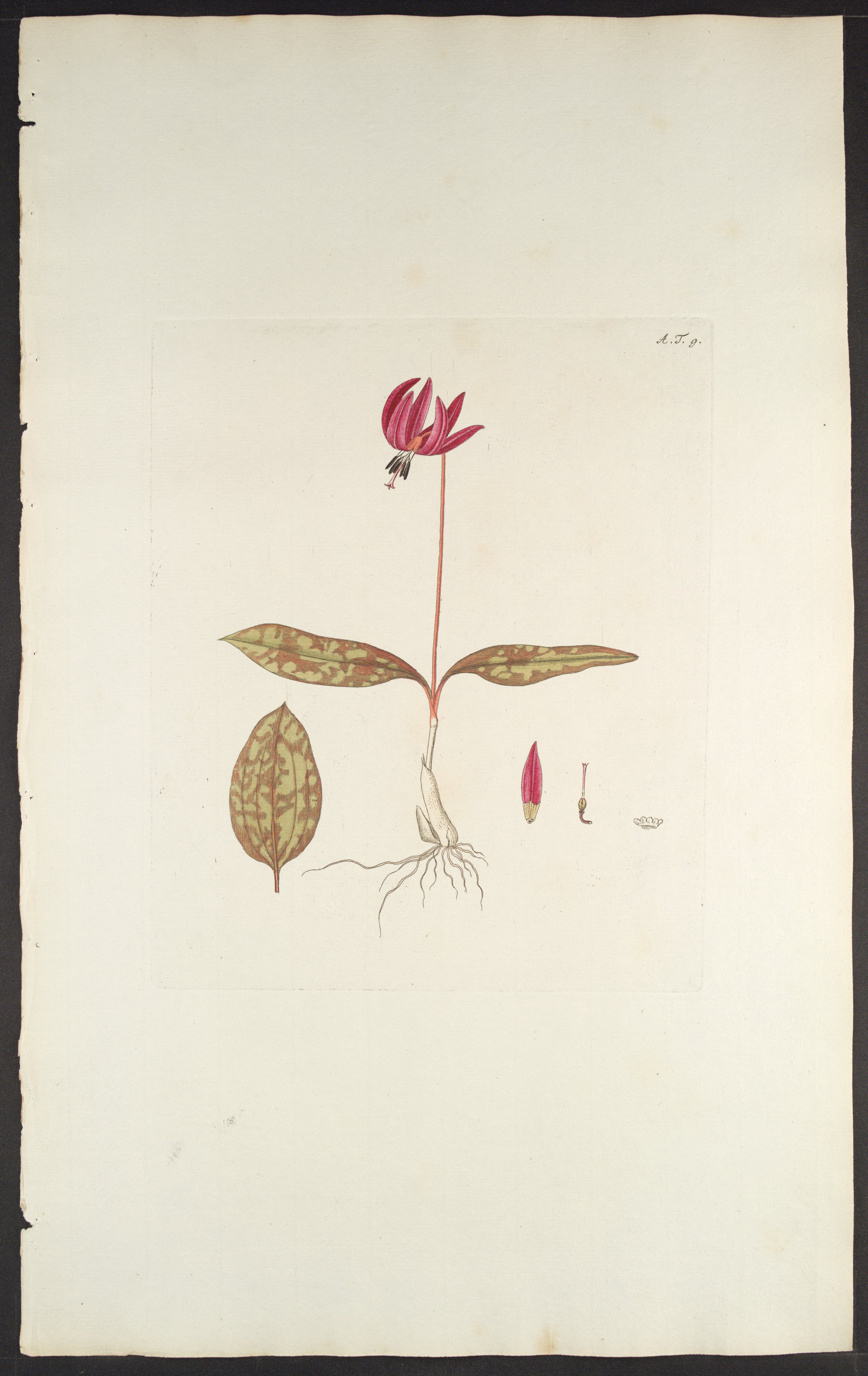 no full size  illustration available (3a)