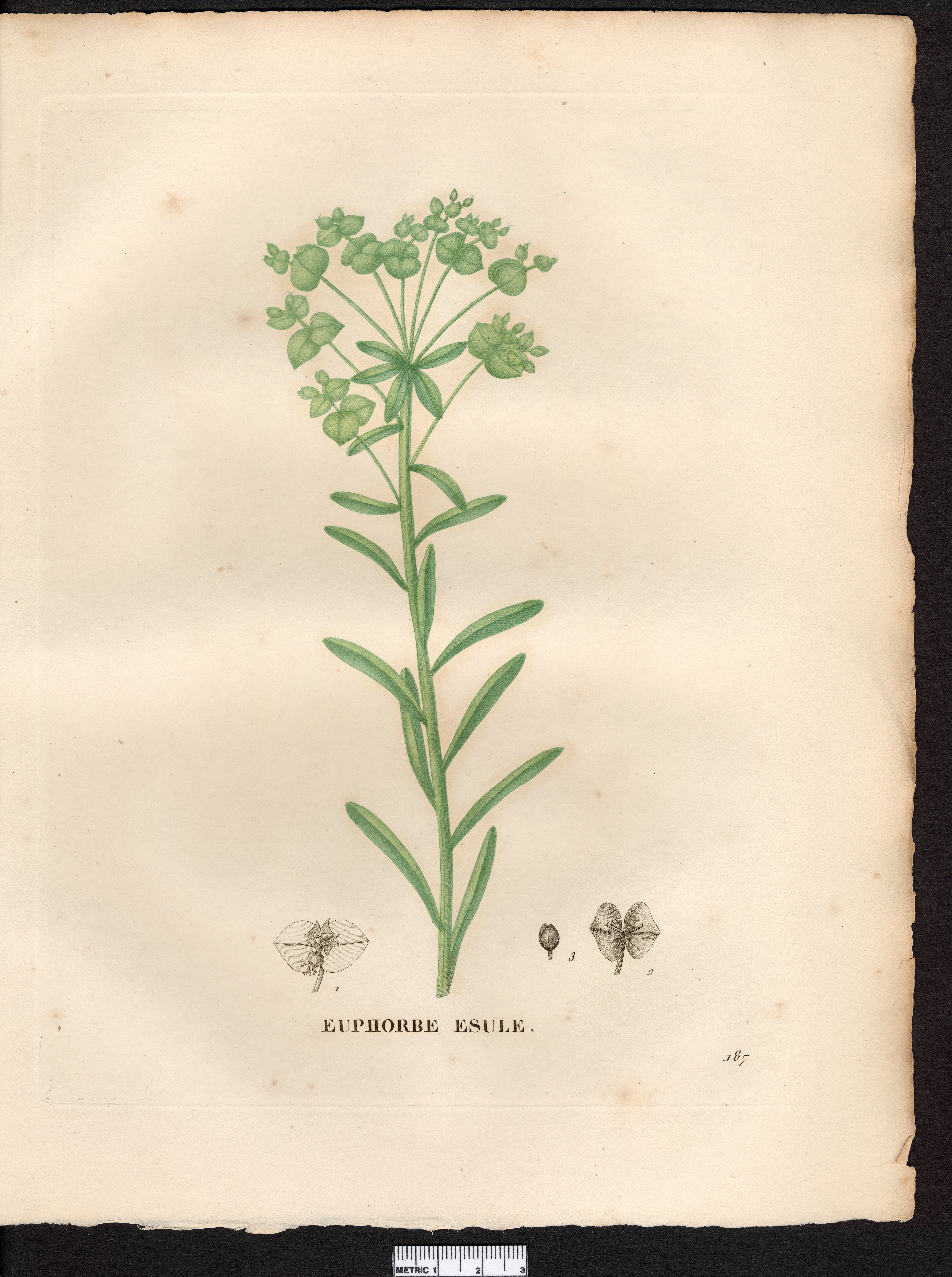 no full size  illustration available (3a)