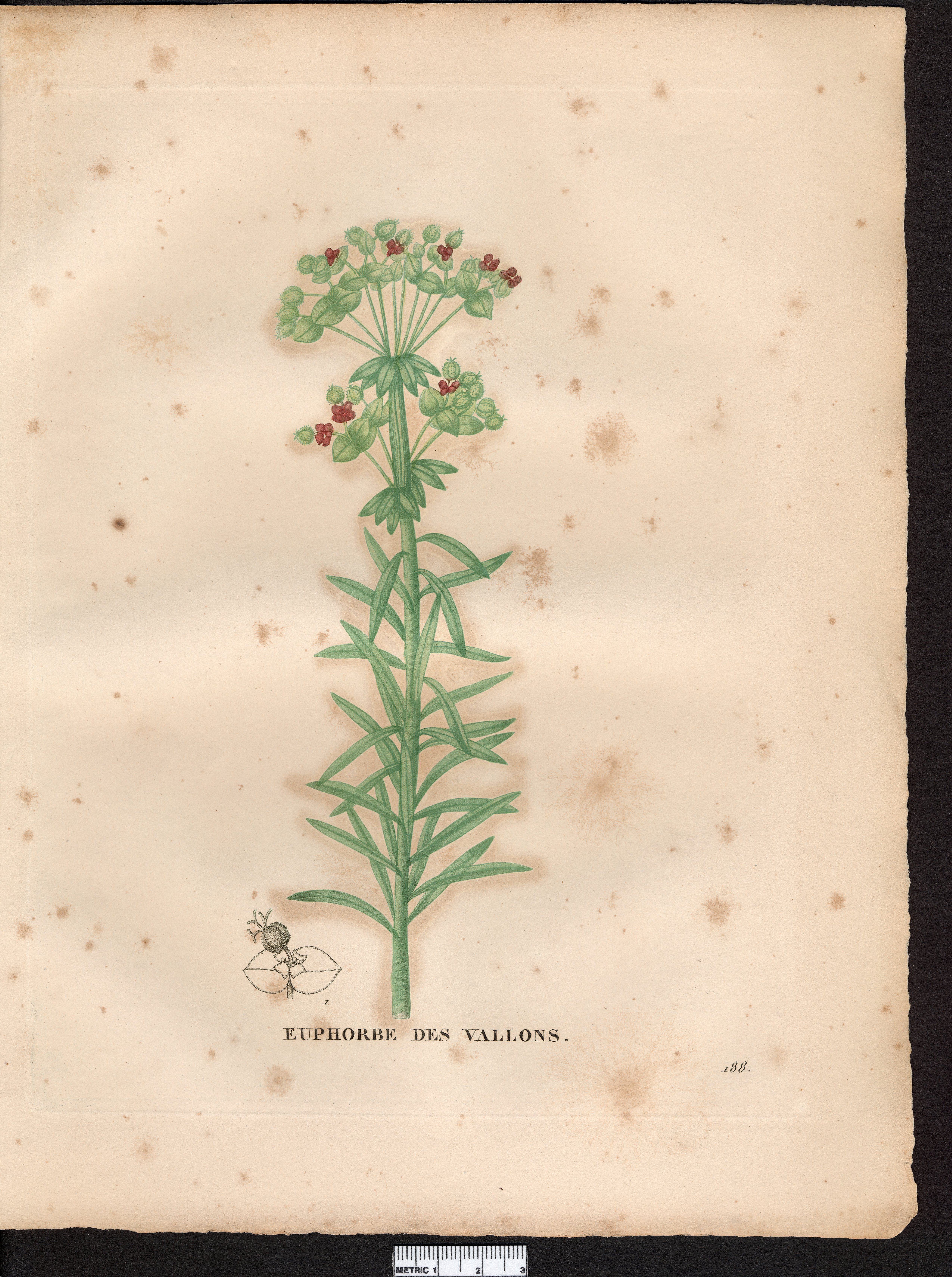 no full size  illustration available (3a)