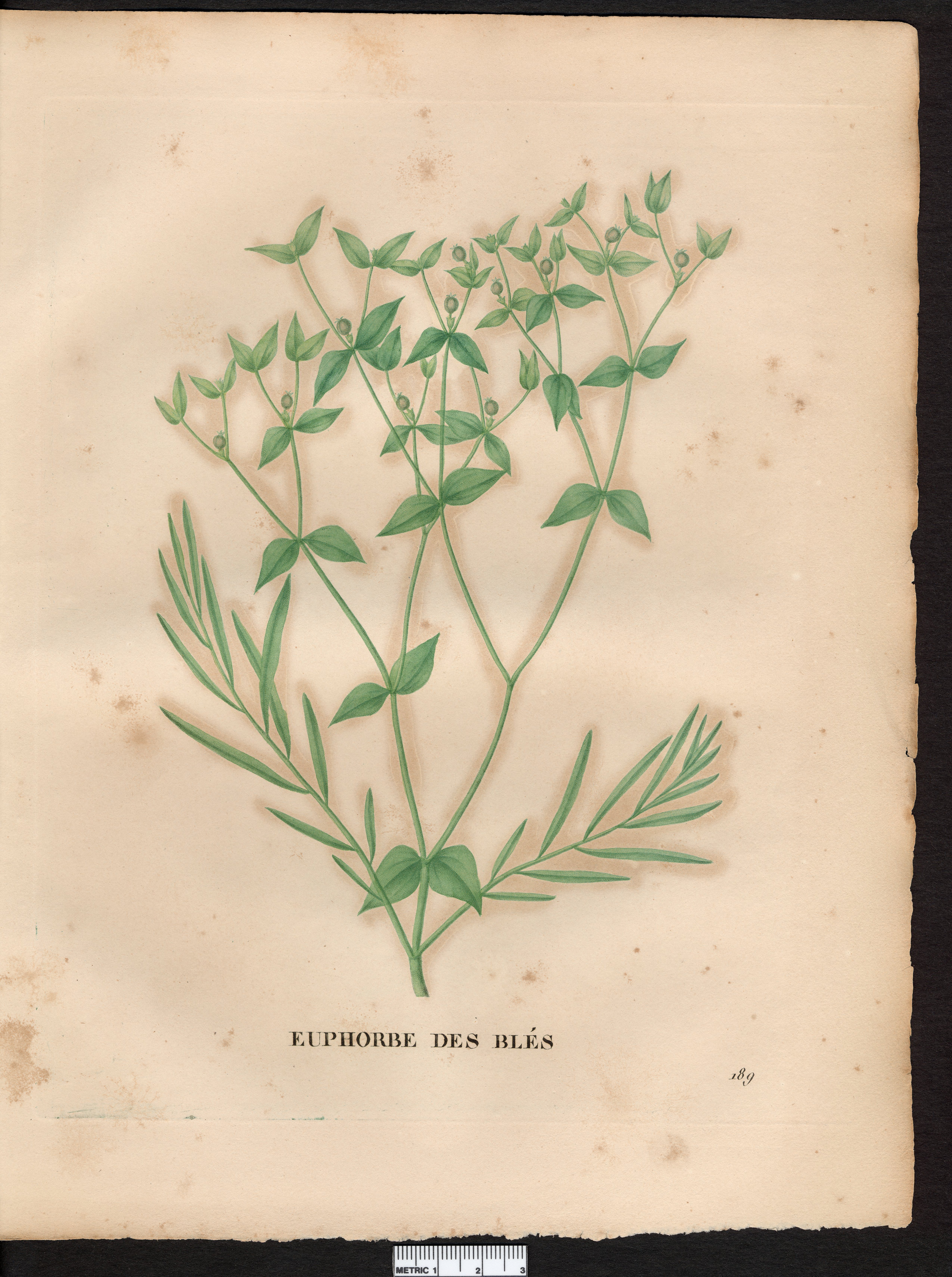 no full size  illustration available (3a)