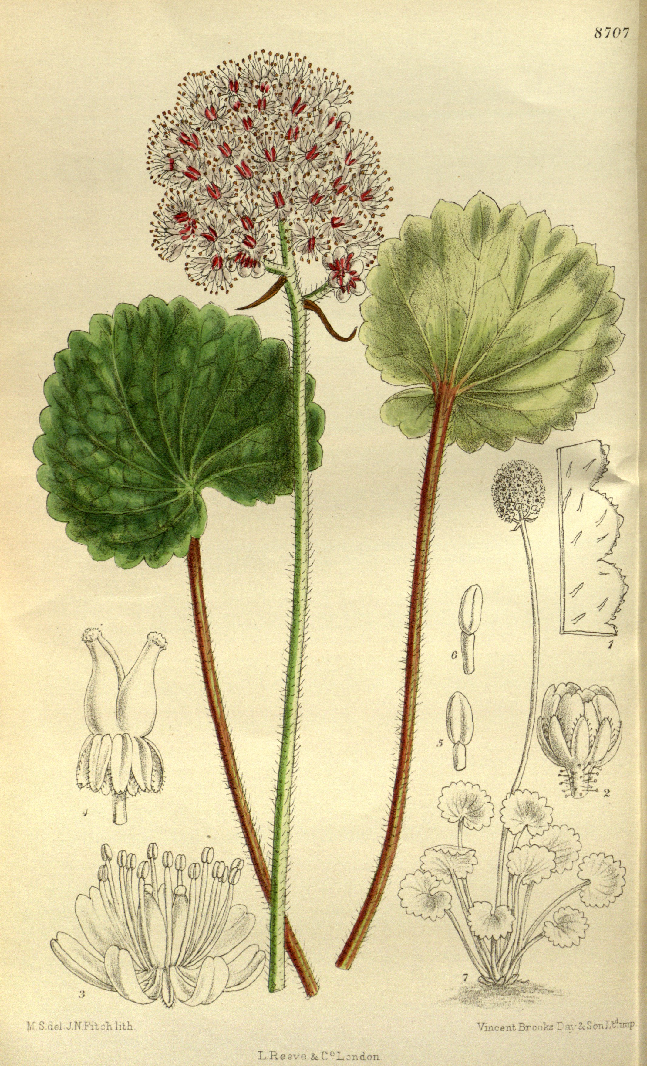 no full size  illustration available (3a)