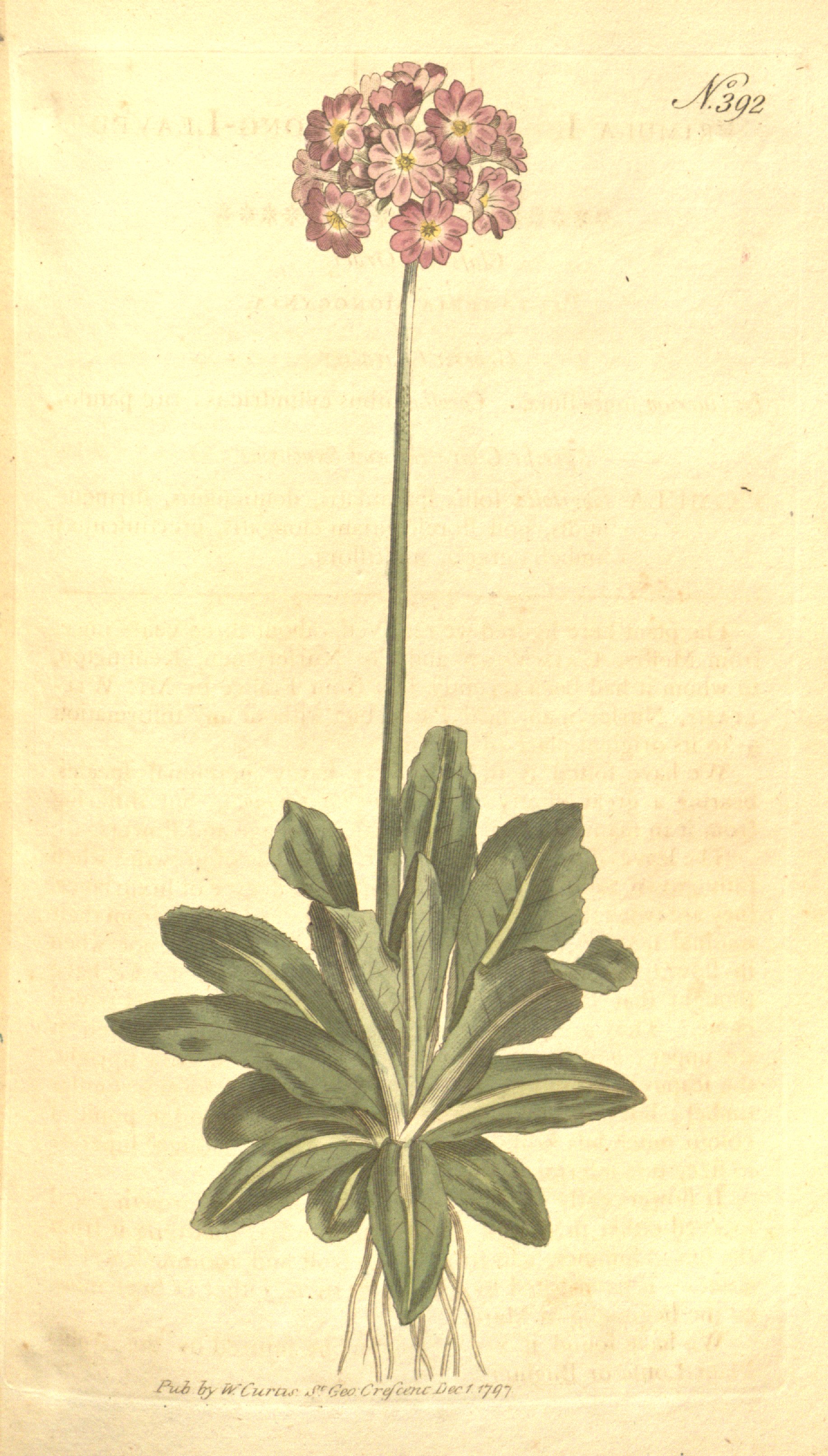 no full size  illustration available (3a)