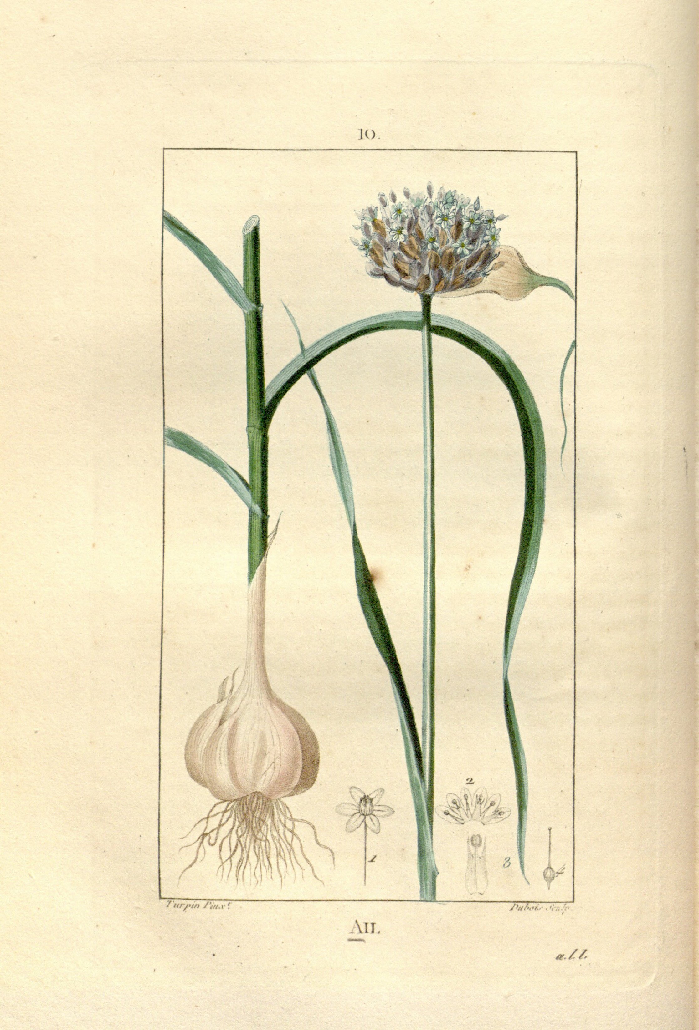 no full size  illustration available (3a)