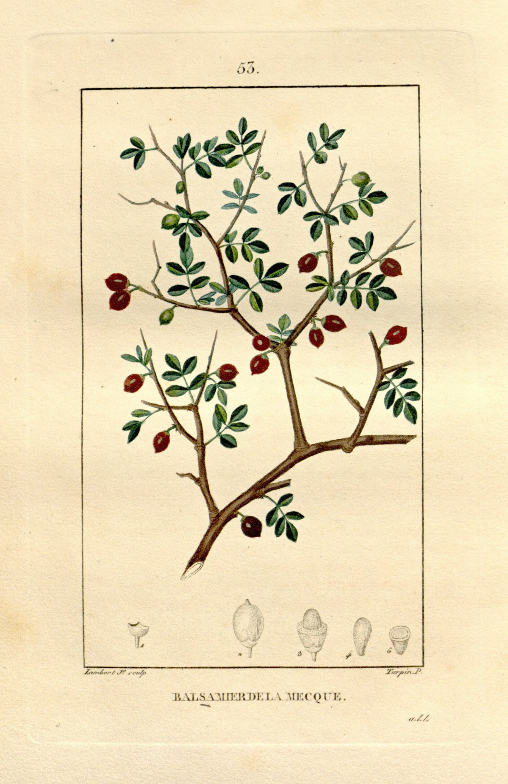 no full size  illustration available (3a)