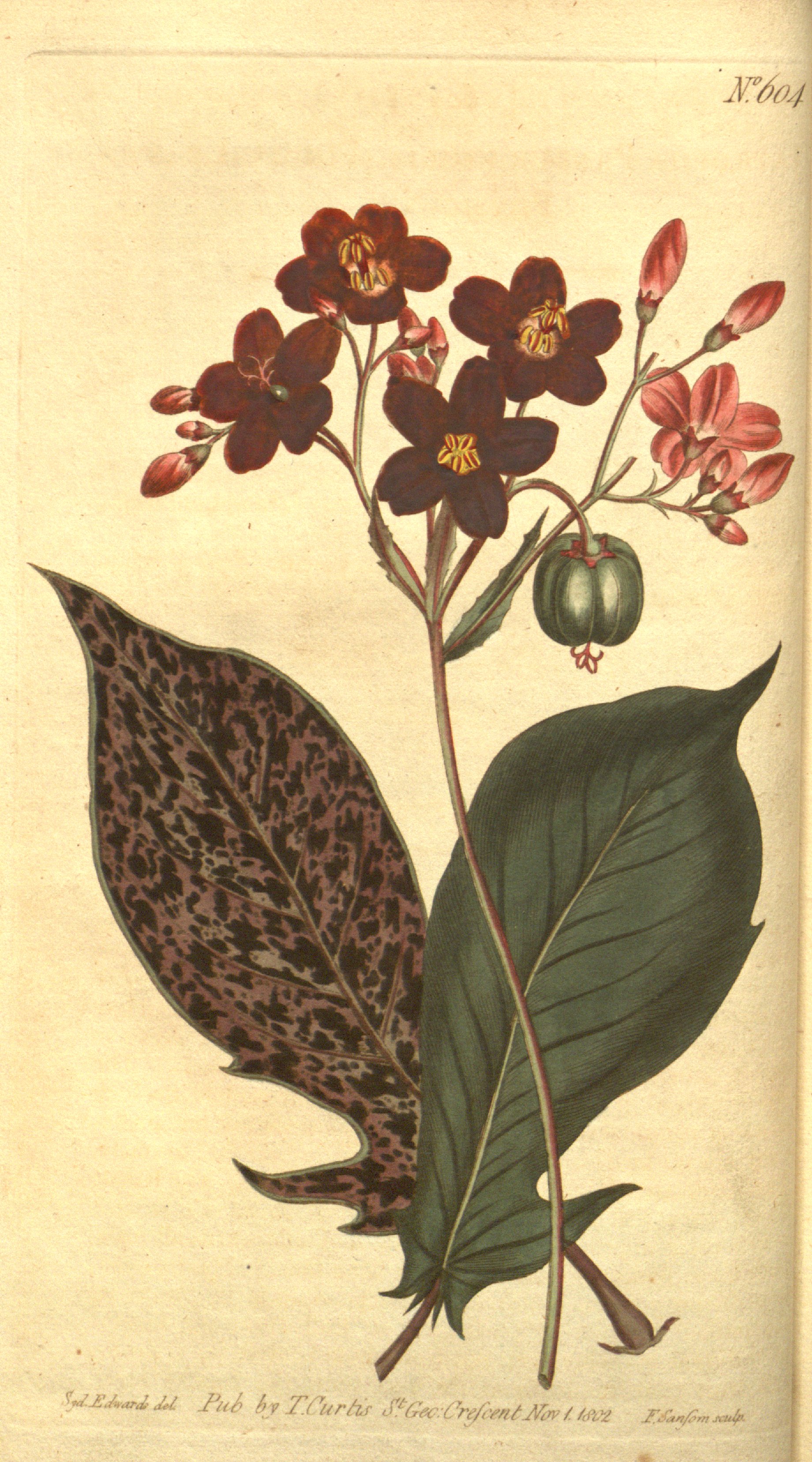 no full size  illustration available (3a)