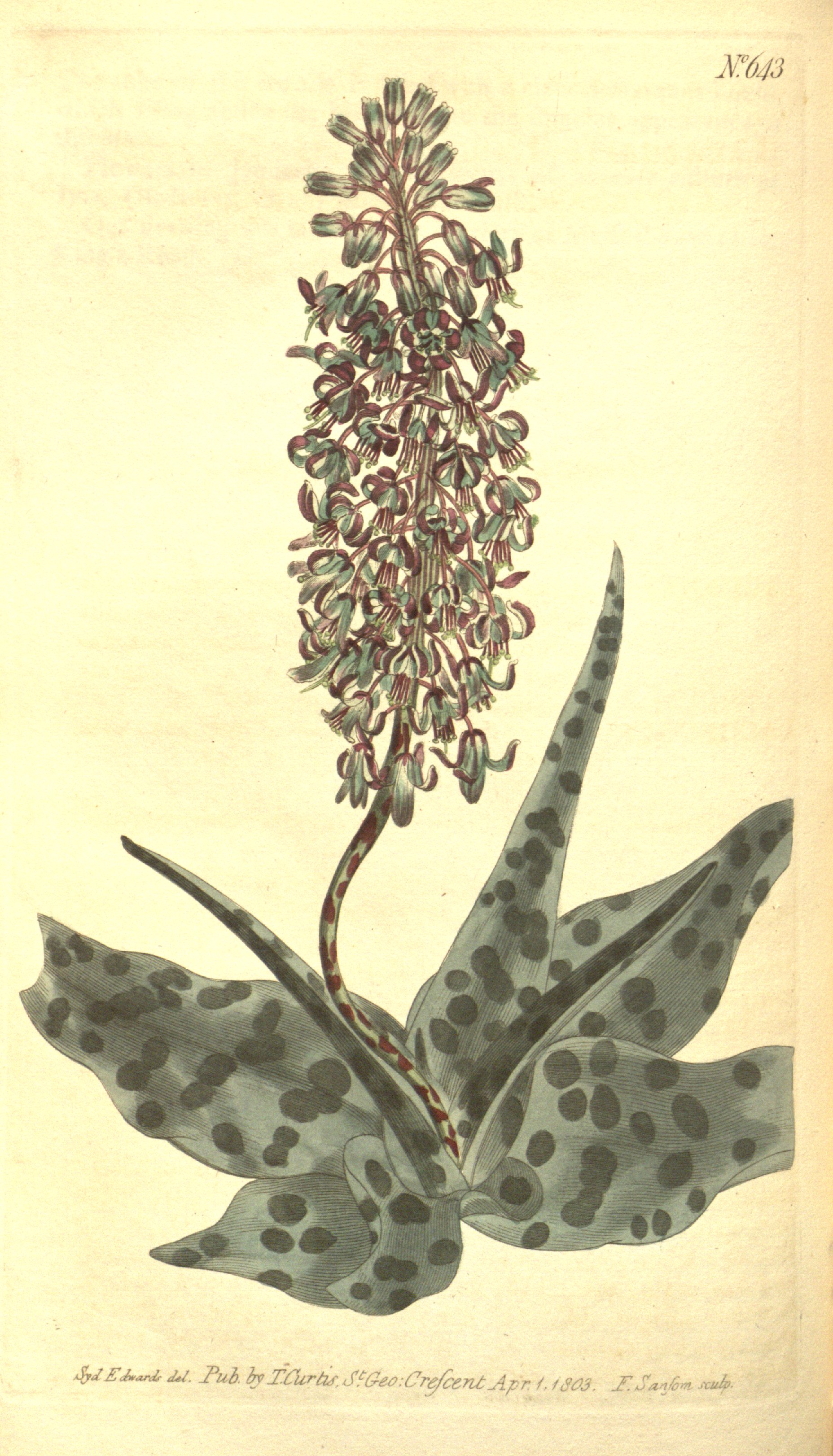 no full size  illustration available (3a)