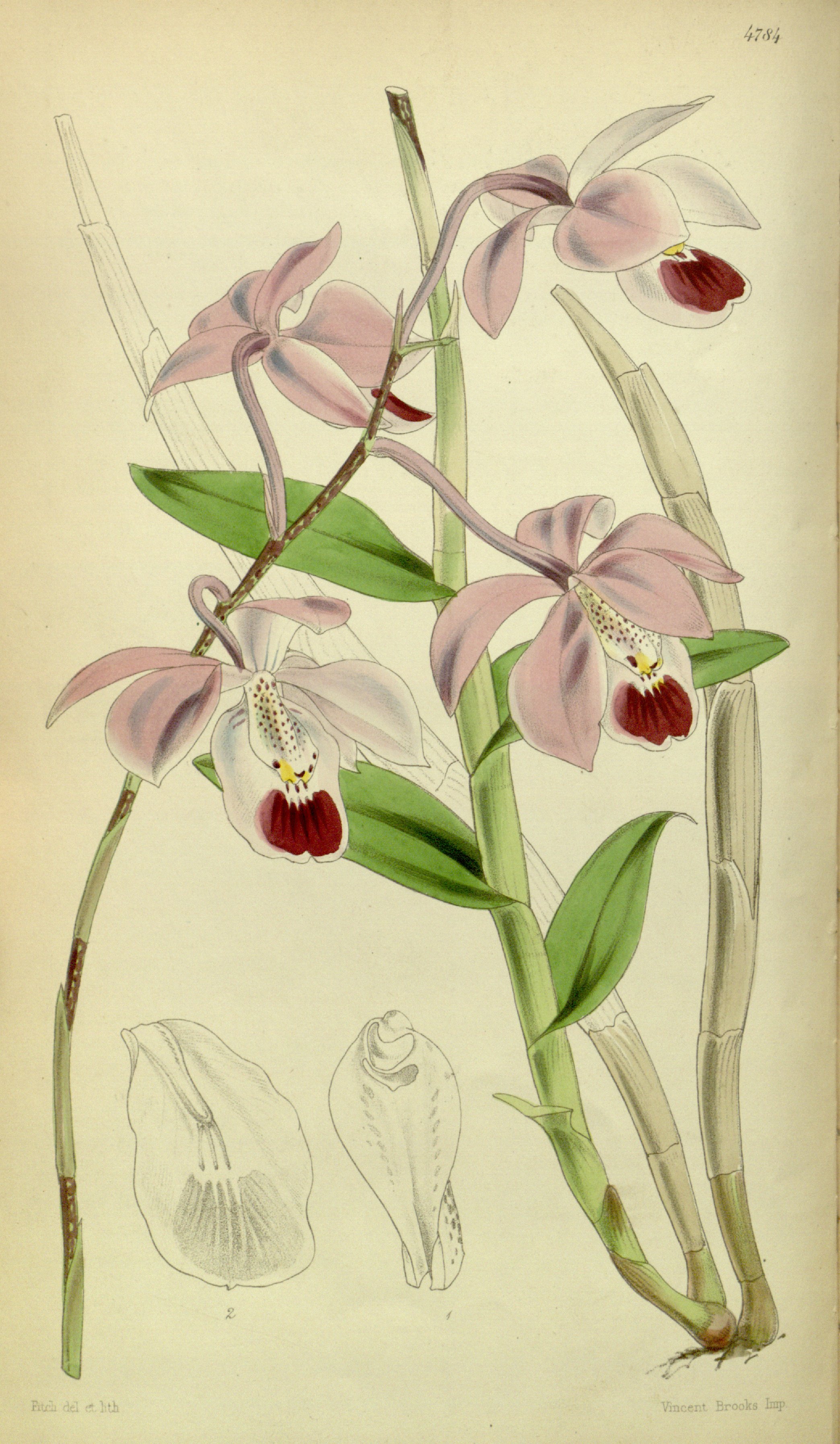 no full size  illustration available (3a)