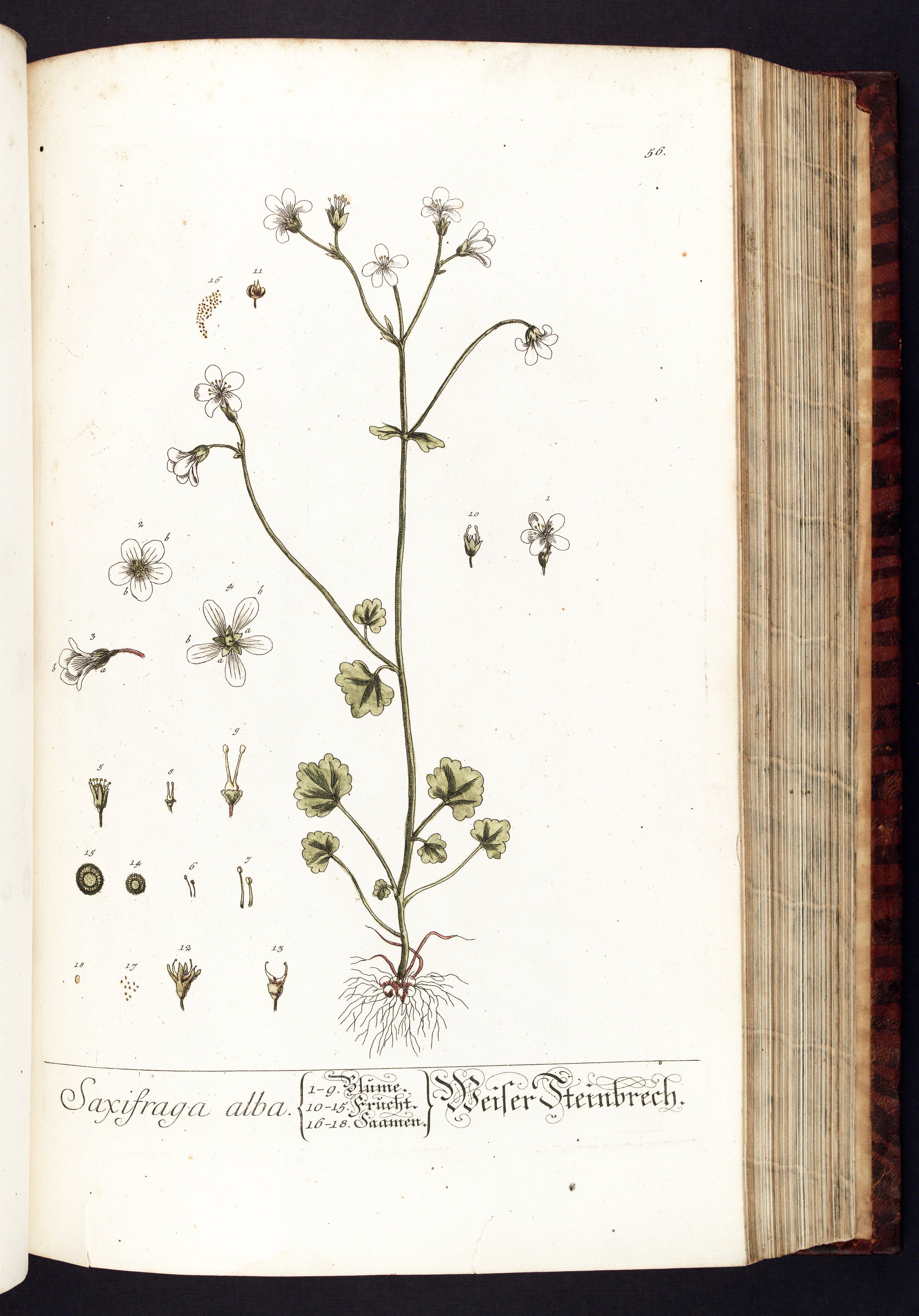 no full size  illustration available (3a)