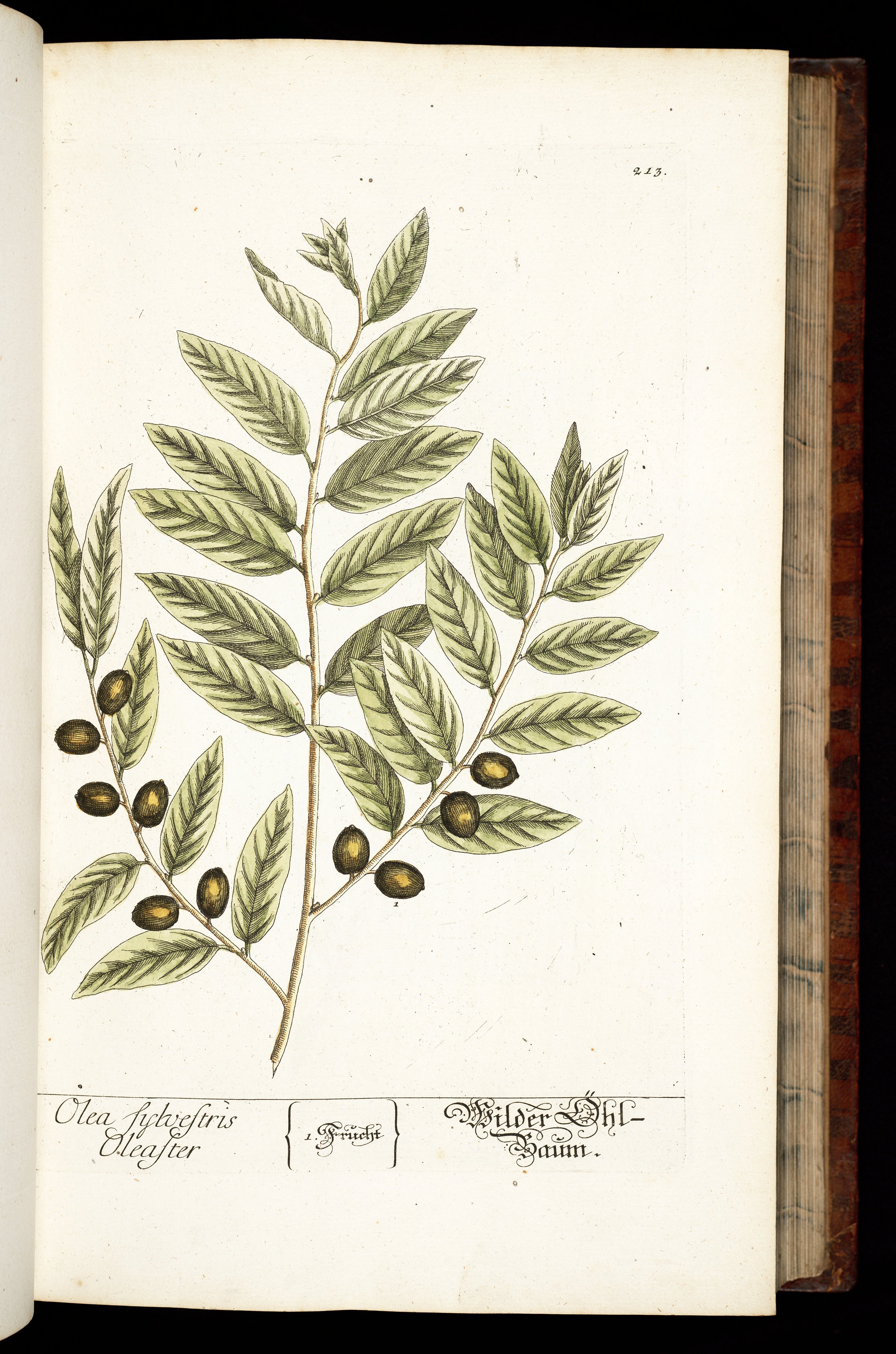 no full size  illustration available (3a)