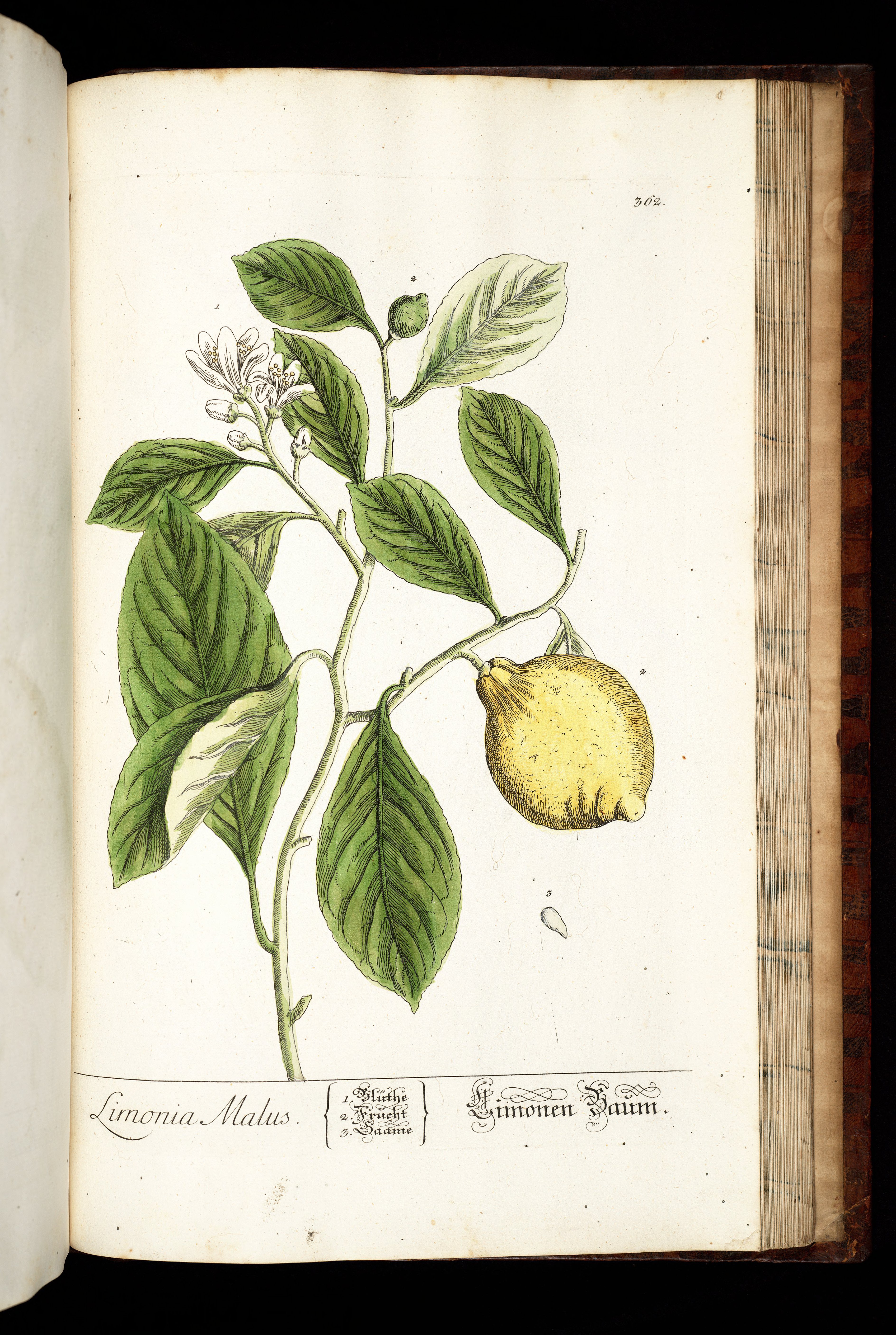 no full size  illustration available (3a)