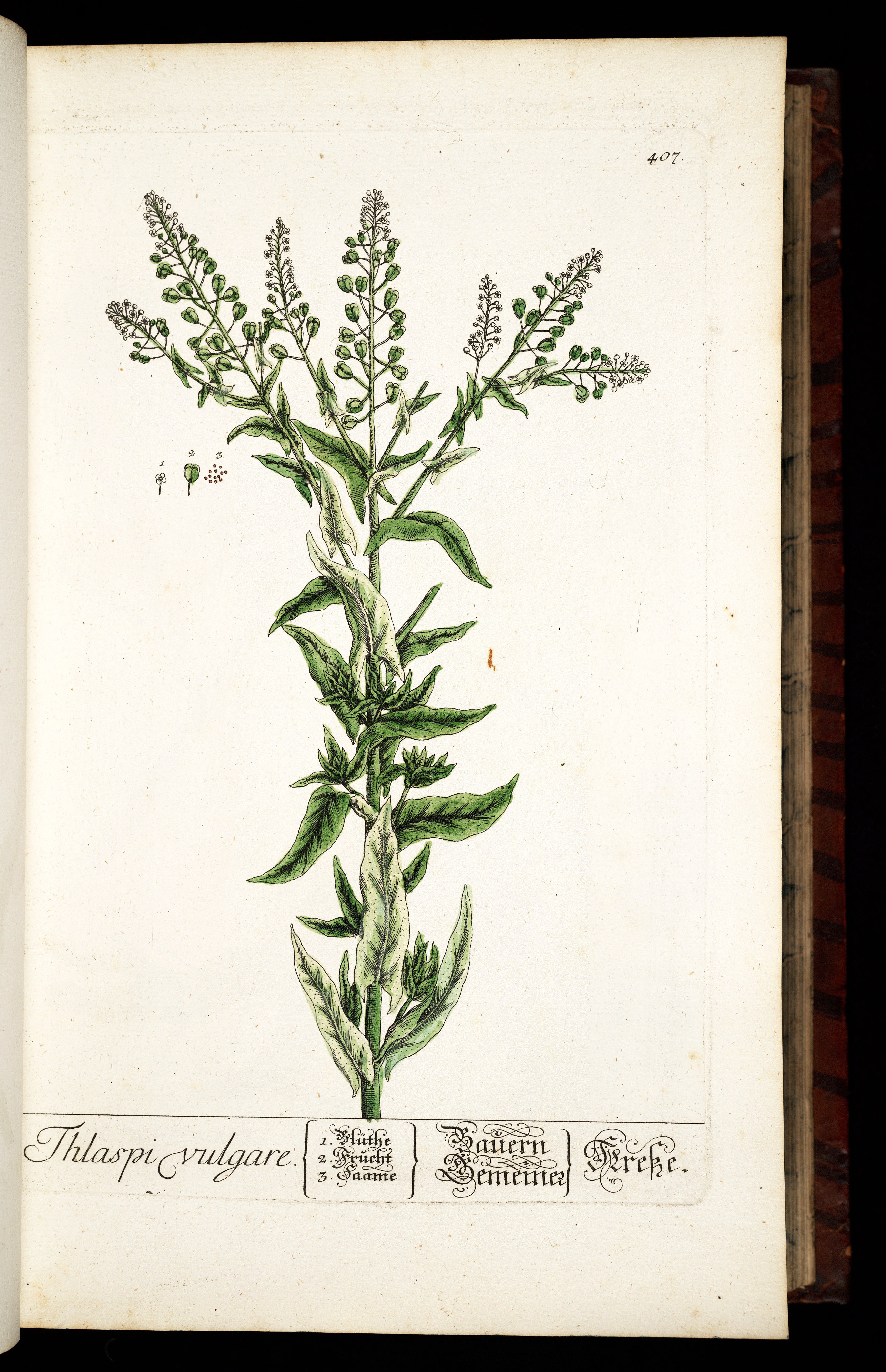 no full size  illustration available (3a)