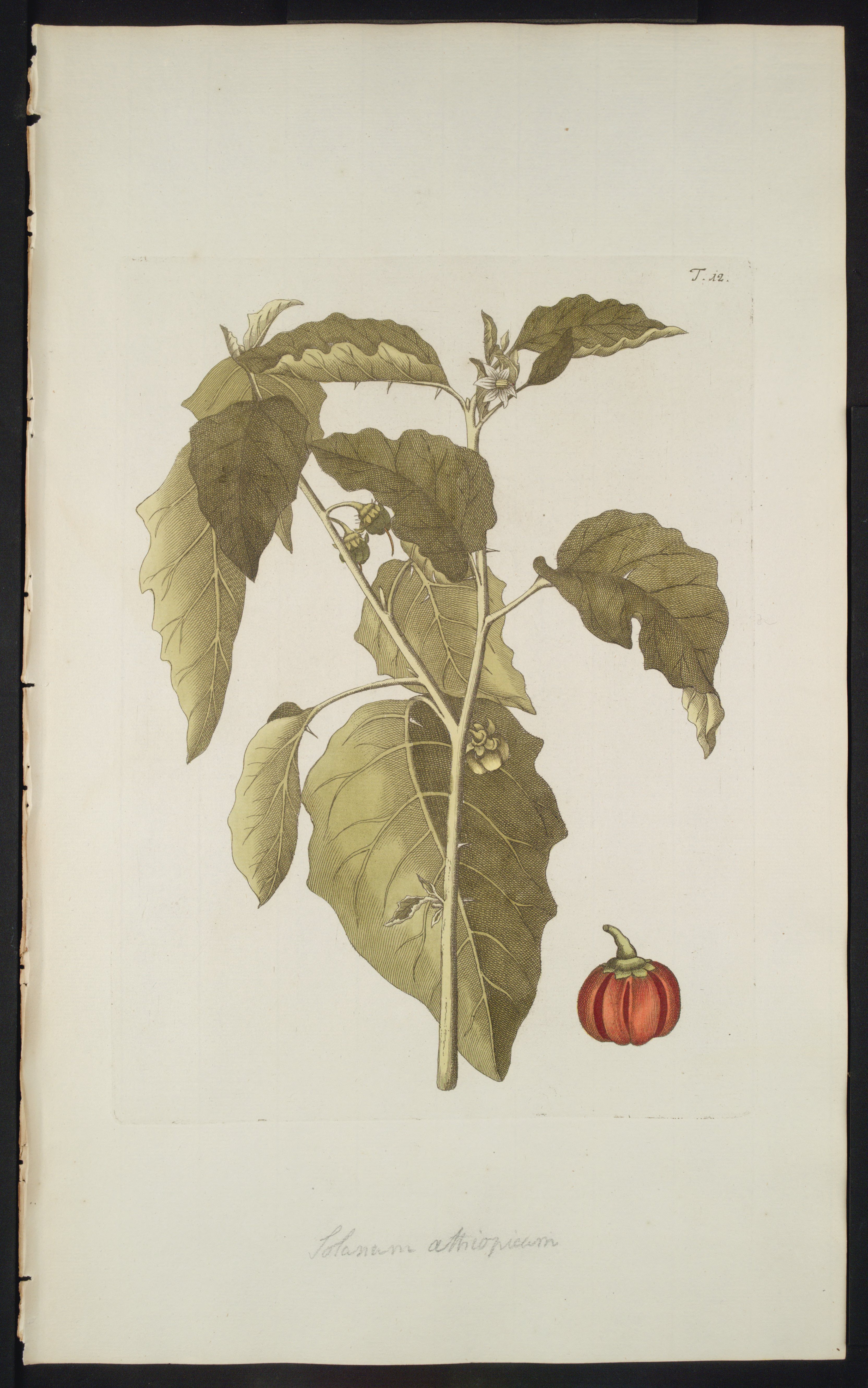 no full size  illustration available (3a)