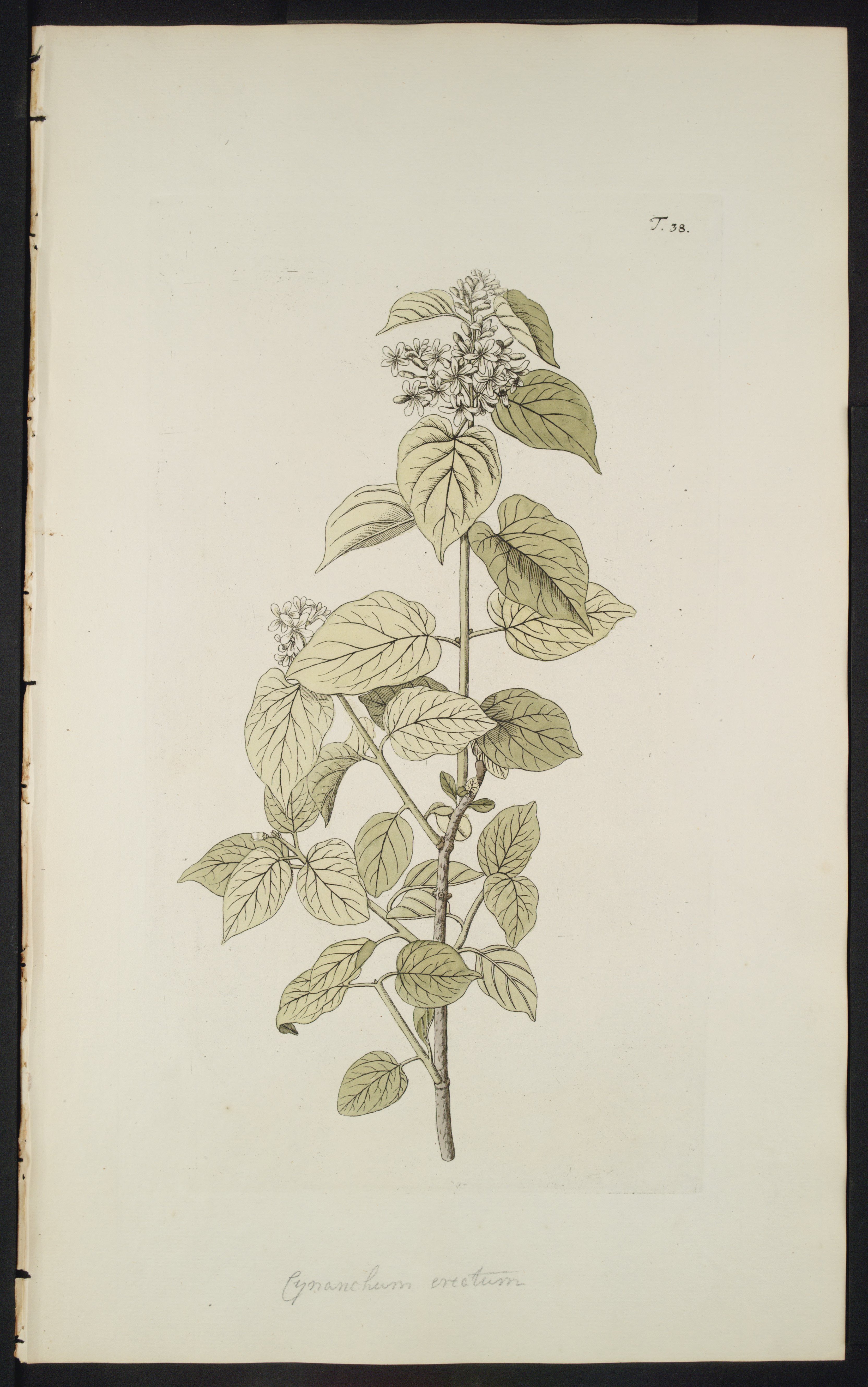 no full size  illustration available (3a)