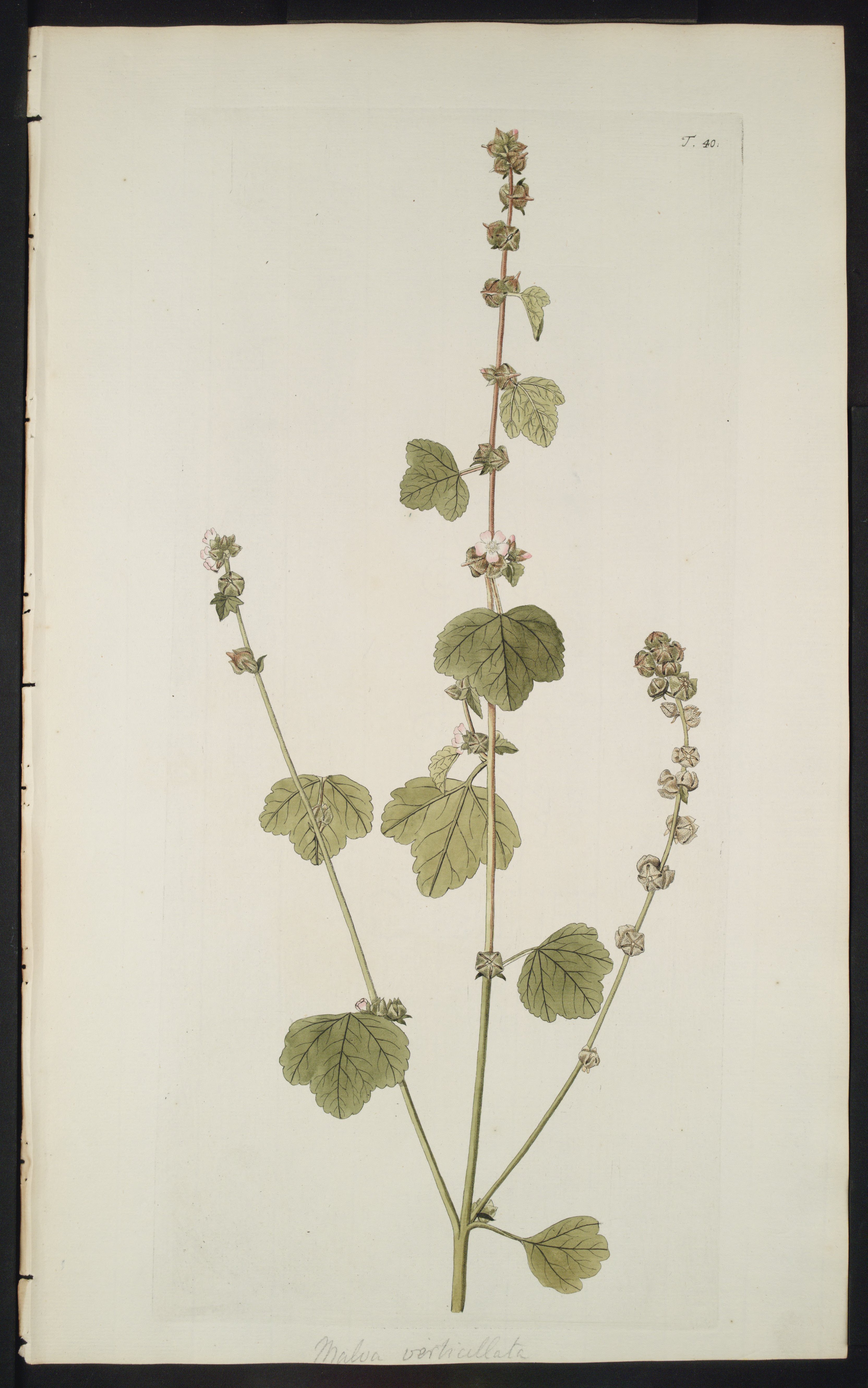 no full size  illustration available (3a)