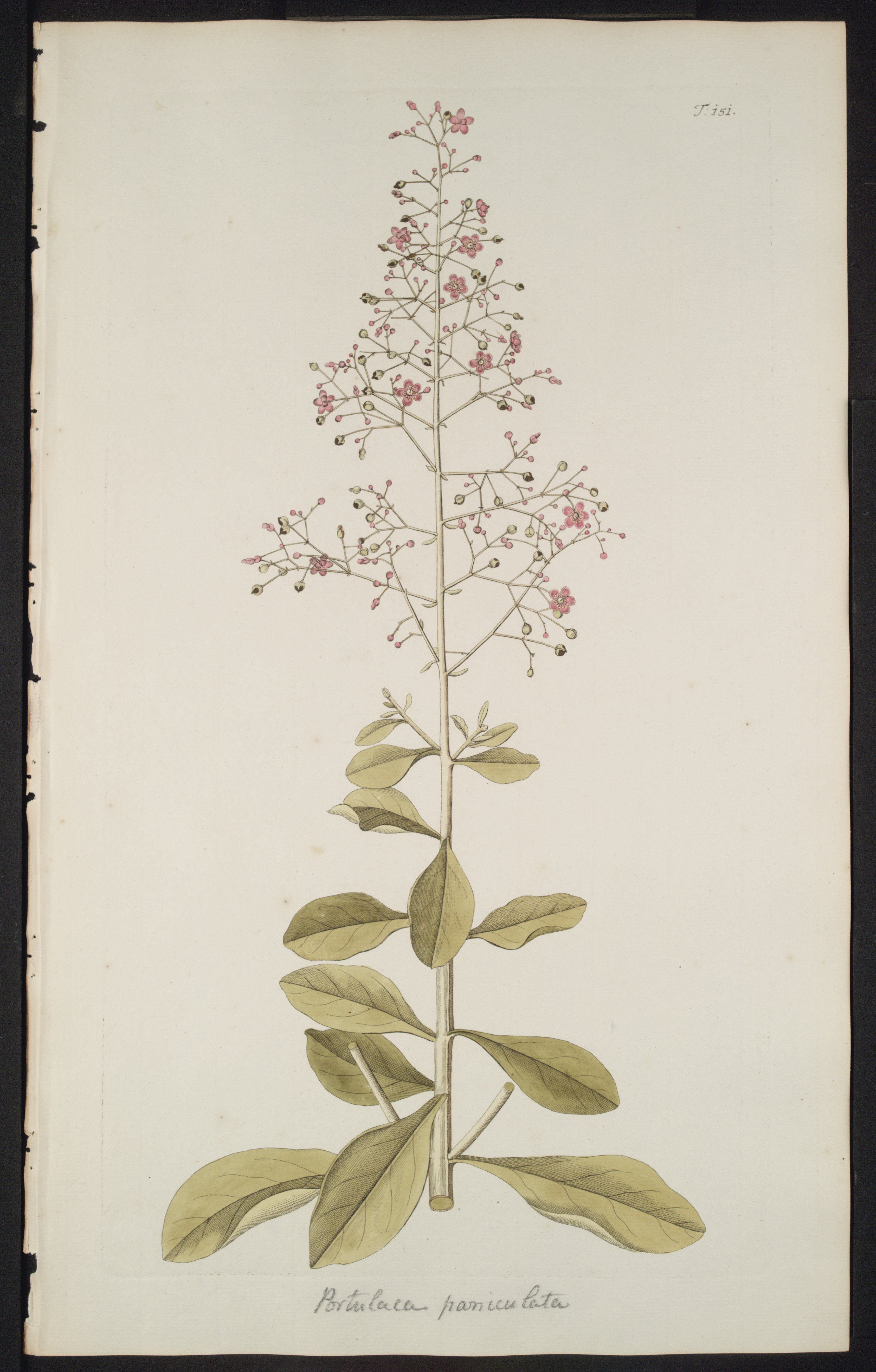 no full size  illustration available (3a)