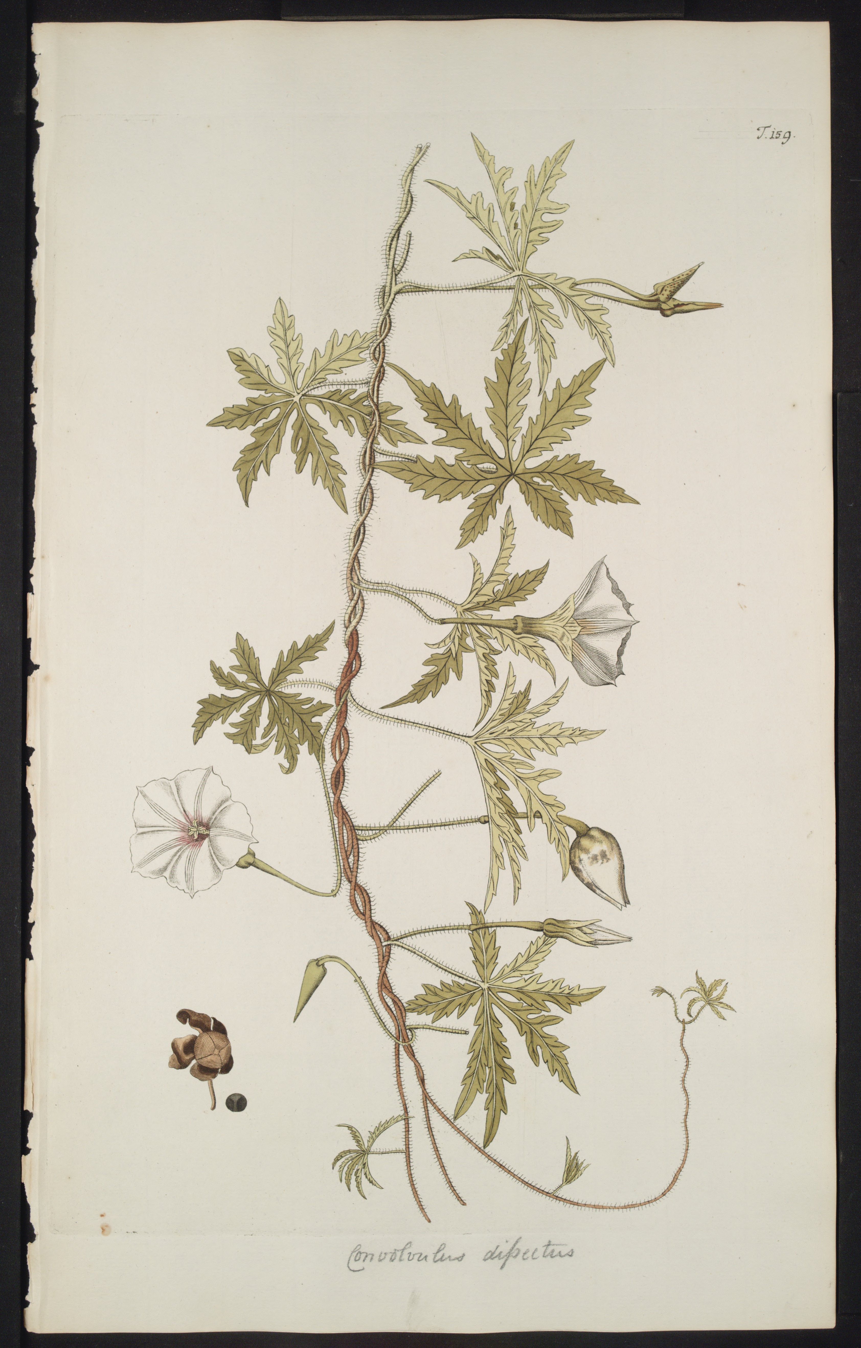 no full size  illustration available (3a)