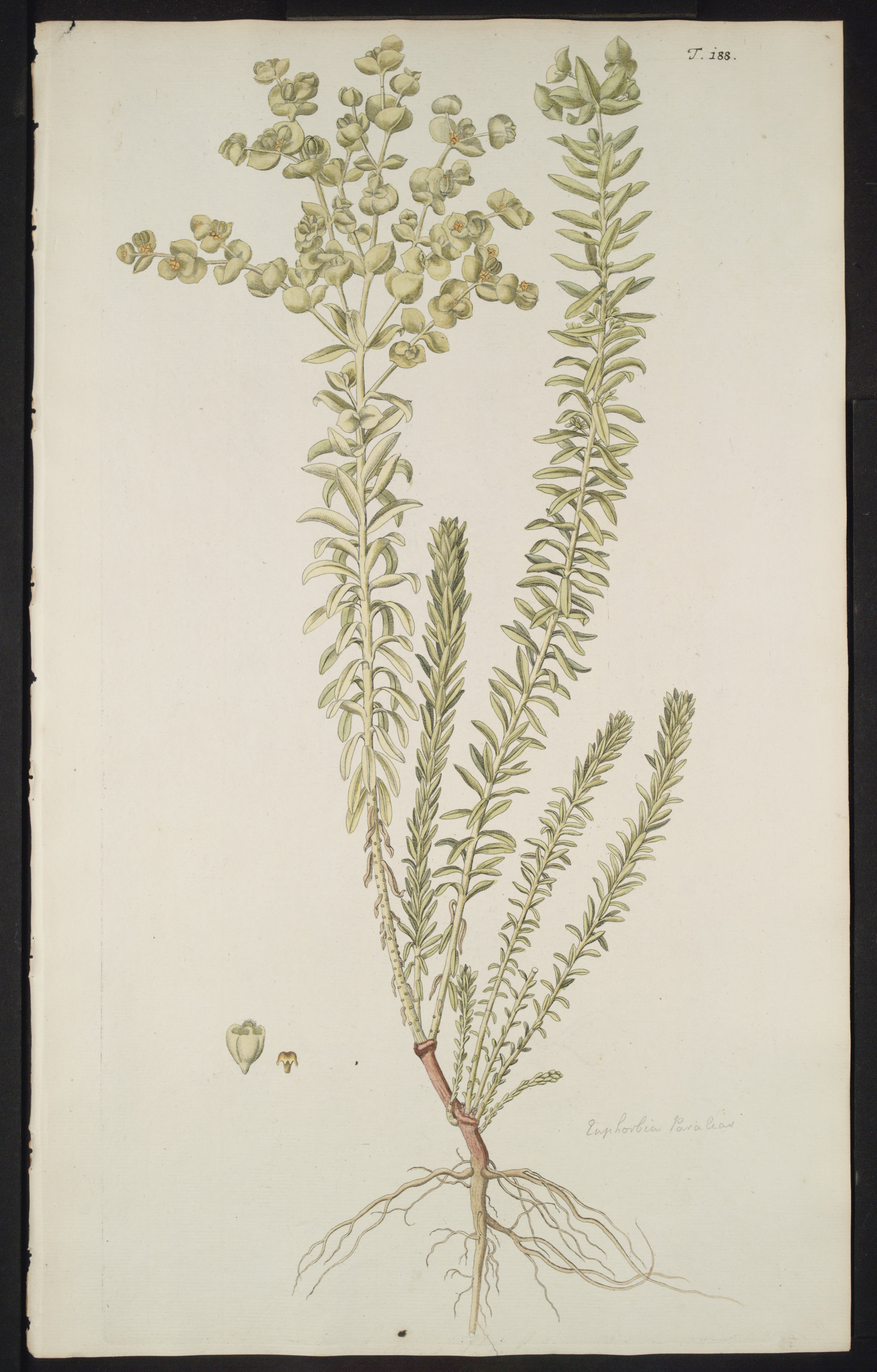 no full size  illustration available (3a)