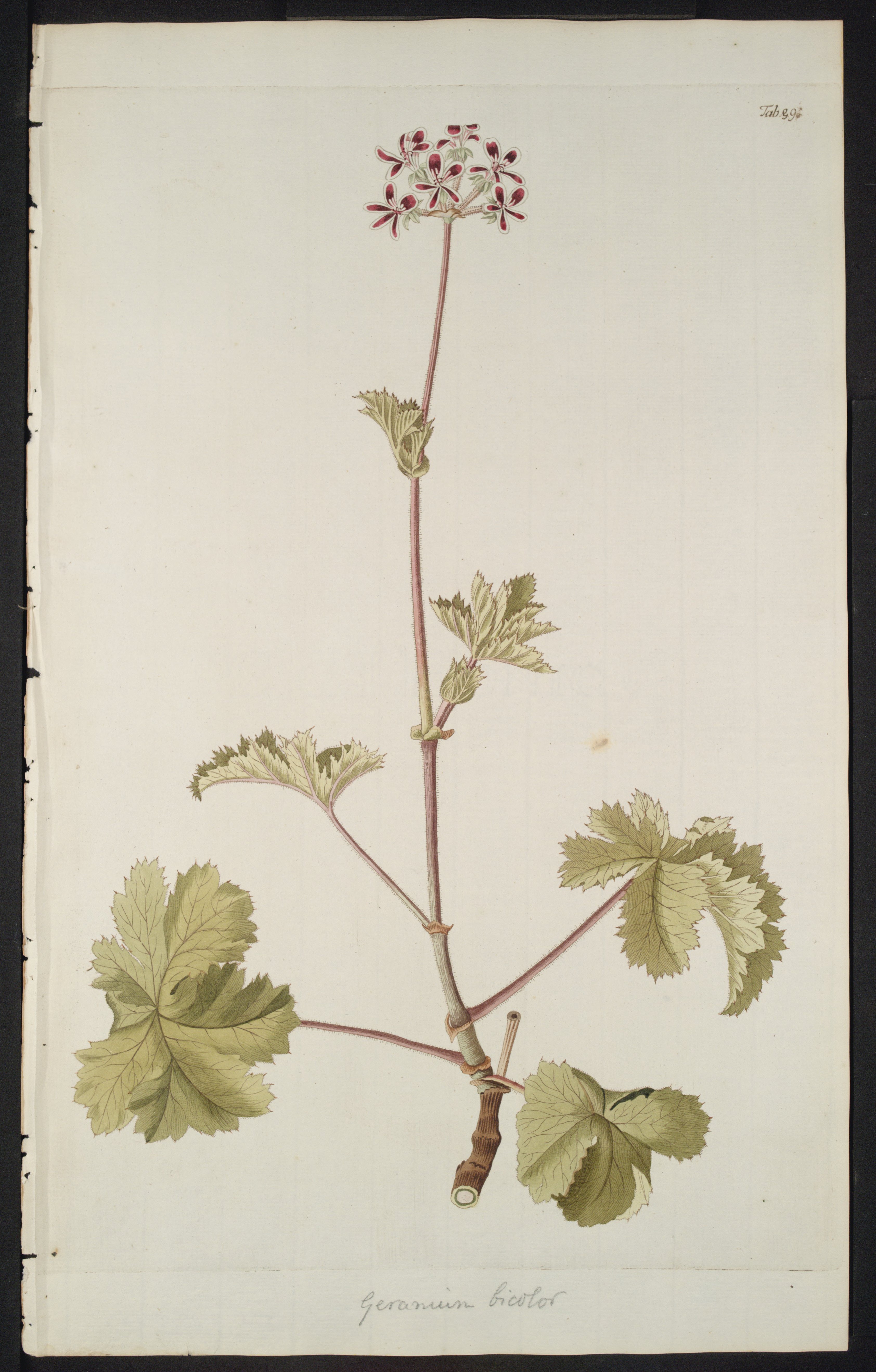 no full size  illustration available (3a)