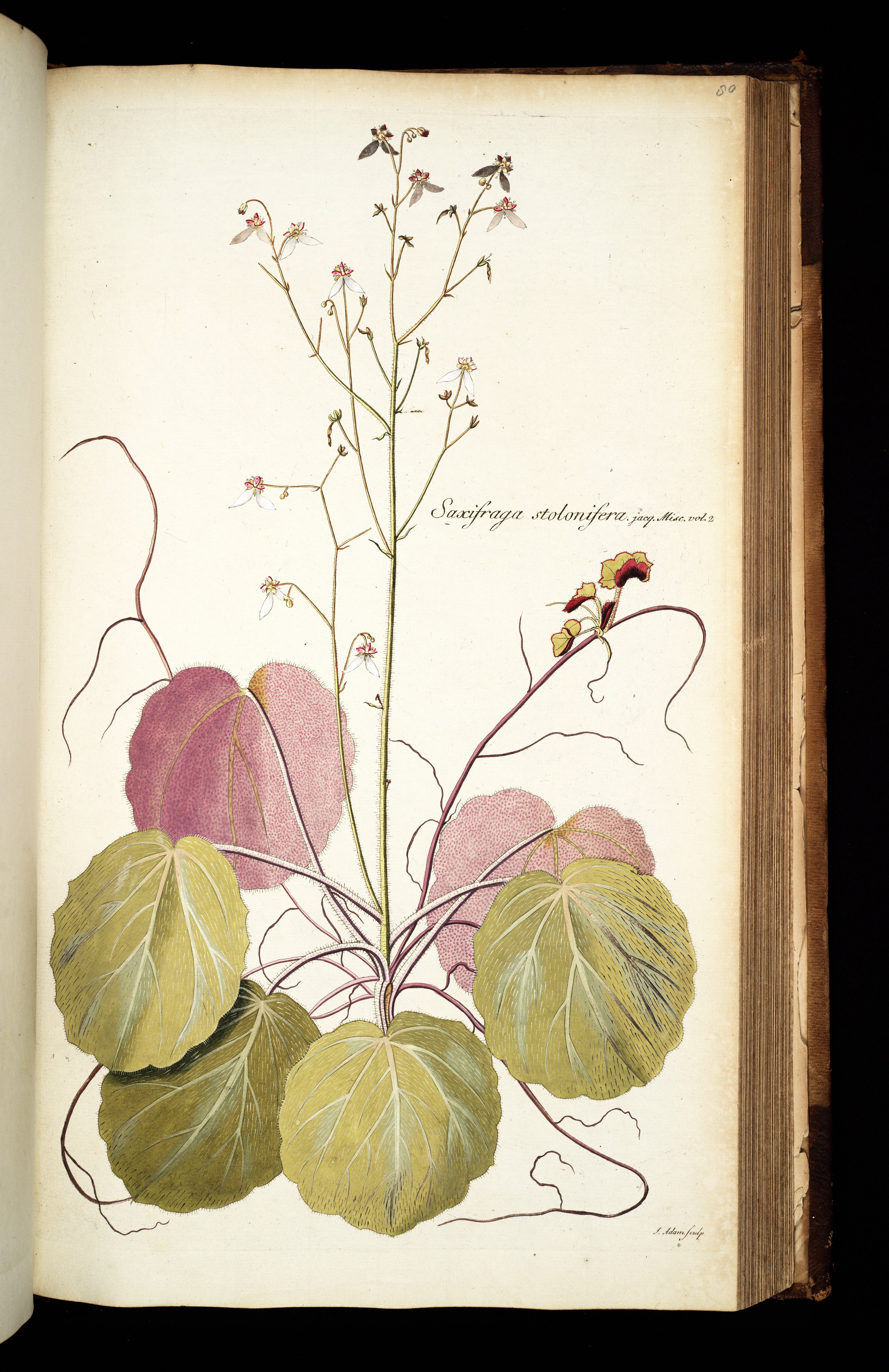 no full size  illustration available (3a)